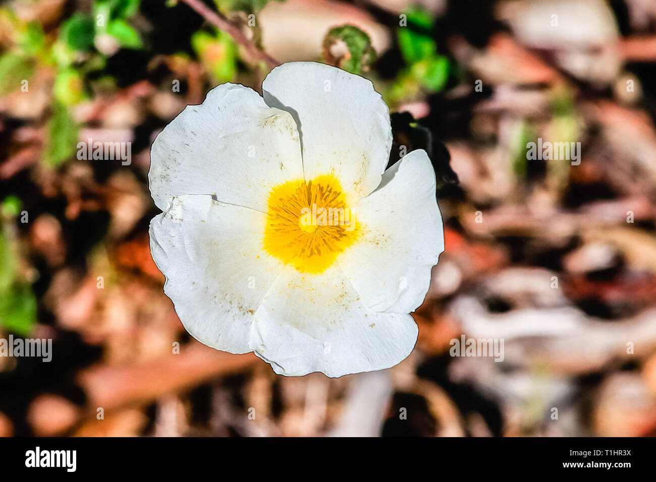 White rockrose flower in Mediterranean spring, Cistus salviifolius