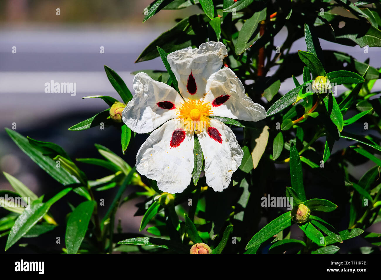 White rockrose flower in Mediterranean spring, Cistus salviifolius
