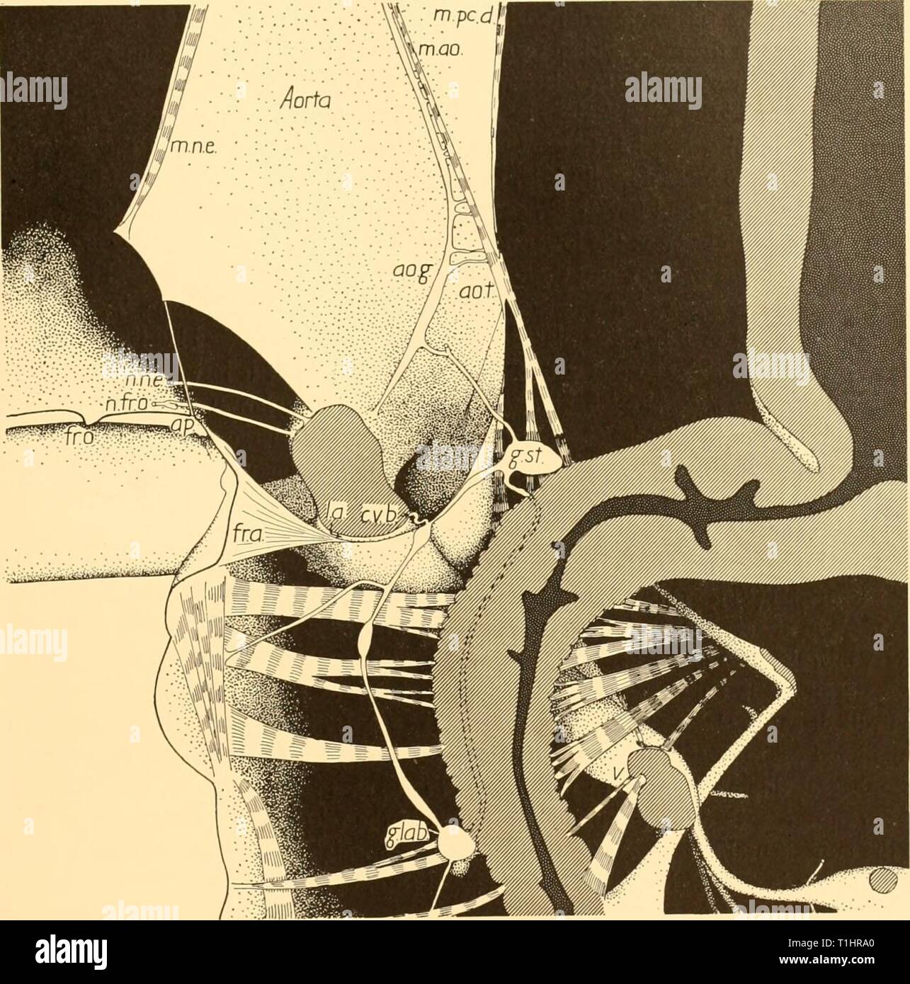 Discovery reports (1940) Discovery reports  discoveryreports19inst Year: 1940  GIGANTOCYPRIS MULLERI    Fig. 12. Same reconstruction as in Fig. 11 but from the sagittal plane showing aorta and nerve ring accurately bisected and complete visceral nervous system, ao.g. aortic ganglion; ao.t. aortic tendon; ap. apodeme supporting nauplius eye muscle; c.v.b. connexion between visceral system (labral loop) and brain;fr.a. frontal apodeme; fr.o. frontal organ; g.lab. labral ganglion; g.st. stomach ganglion; La. labral artery; m.ao. aortic muscle; m.n.e. nauplius eye muscle; m.pc.d. pericardial dilat Stock Photo