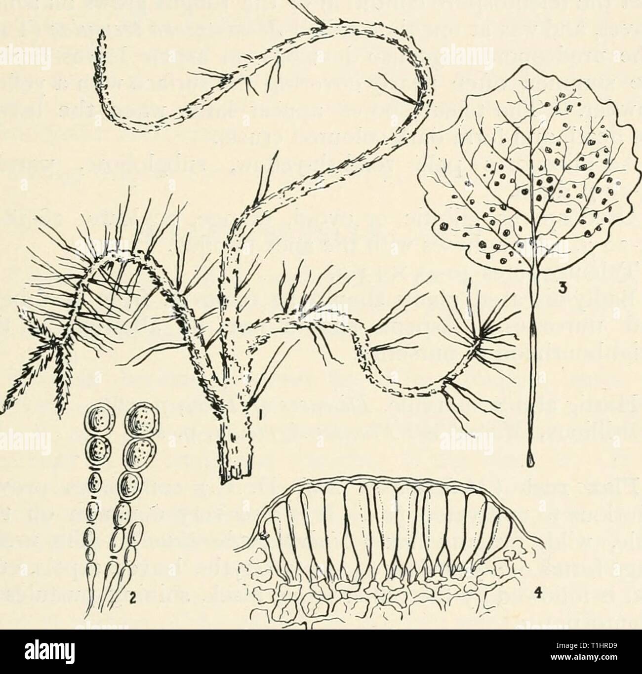 Diseases of cultivated plants and Diseases of cultivated plants and trees  diseasesofcultiv00massuoft Year: [1910?]  MELAMPSORA 325 Pine branch twist.—The aecidium phase of Melampsora pinitorqua, ostxn {=Caeoma pinitorqiaan, A. Br.), has been shown by Hartig to be very destructive to young pines, seedlings being sometimes diseased as they appear above ground. About the age of thirteen the disease dies out, and those that have not been too severely attacked, recover. Plants that are attacked when quite young are usually killed,    Fig. ()Z.—Melampsora pinito?-qua. i, top of young pine attacked  Stock Photo