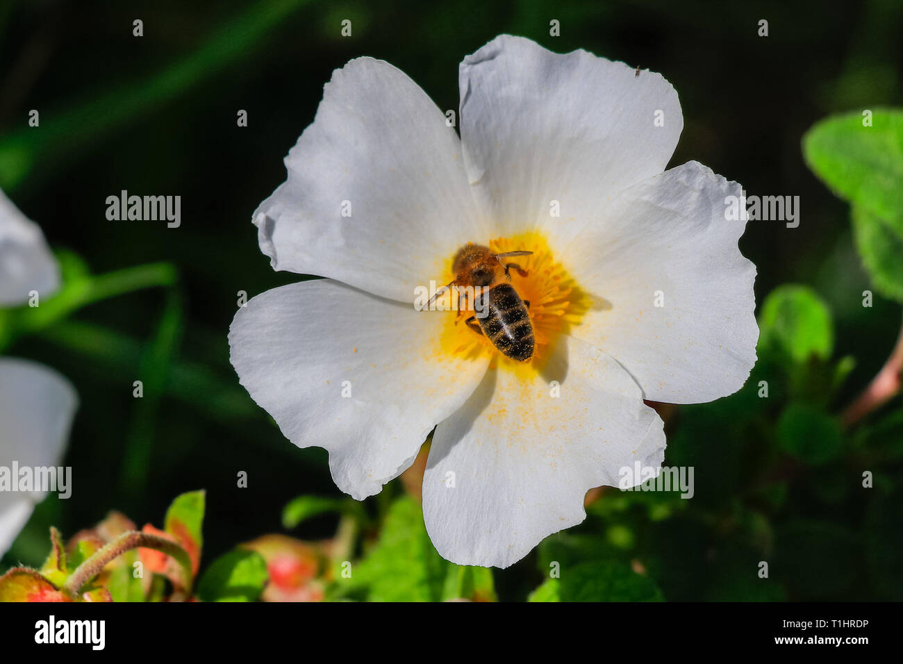 Honey Bee in White rockrose flower in Mediterranean spring, Cistus