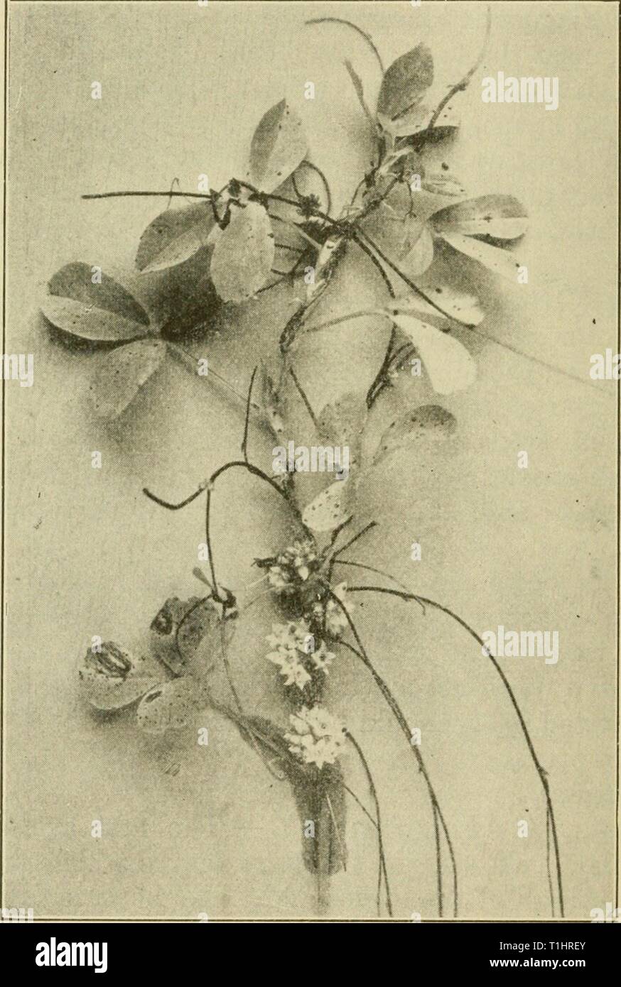 Diseases of economic plants (1921) Diseases of economic plants diseasesofeconom01stev Year: 1921 1 2 3 Fig. 170. — 1, Alfalfa seed; 2, seed of large- seeded dodder; 3, seed of small-seeded dodder, natural size. After Stewart and others. Fig. 171. — Alfalfa plant and dodder. After Stewart and others. Stock Photo