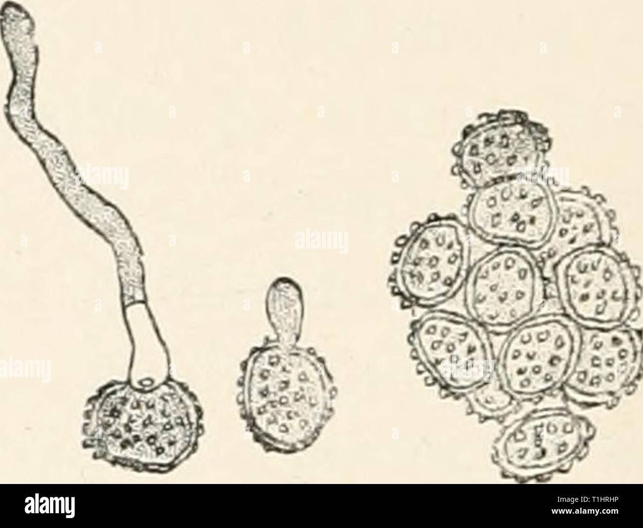 Diseases of plants induced by Diseases of plants induced by cryptogamuc  parasites; introduction to the study of pathogenic fungi, slime-fungi,  bacteria, and algae. English ed. by William G. Smith  diseasesofplants00tubeuoft Year: 1897