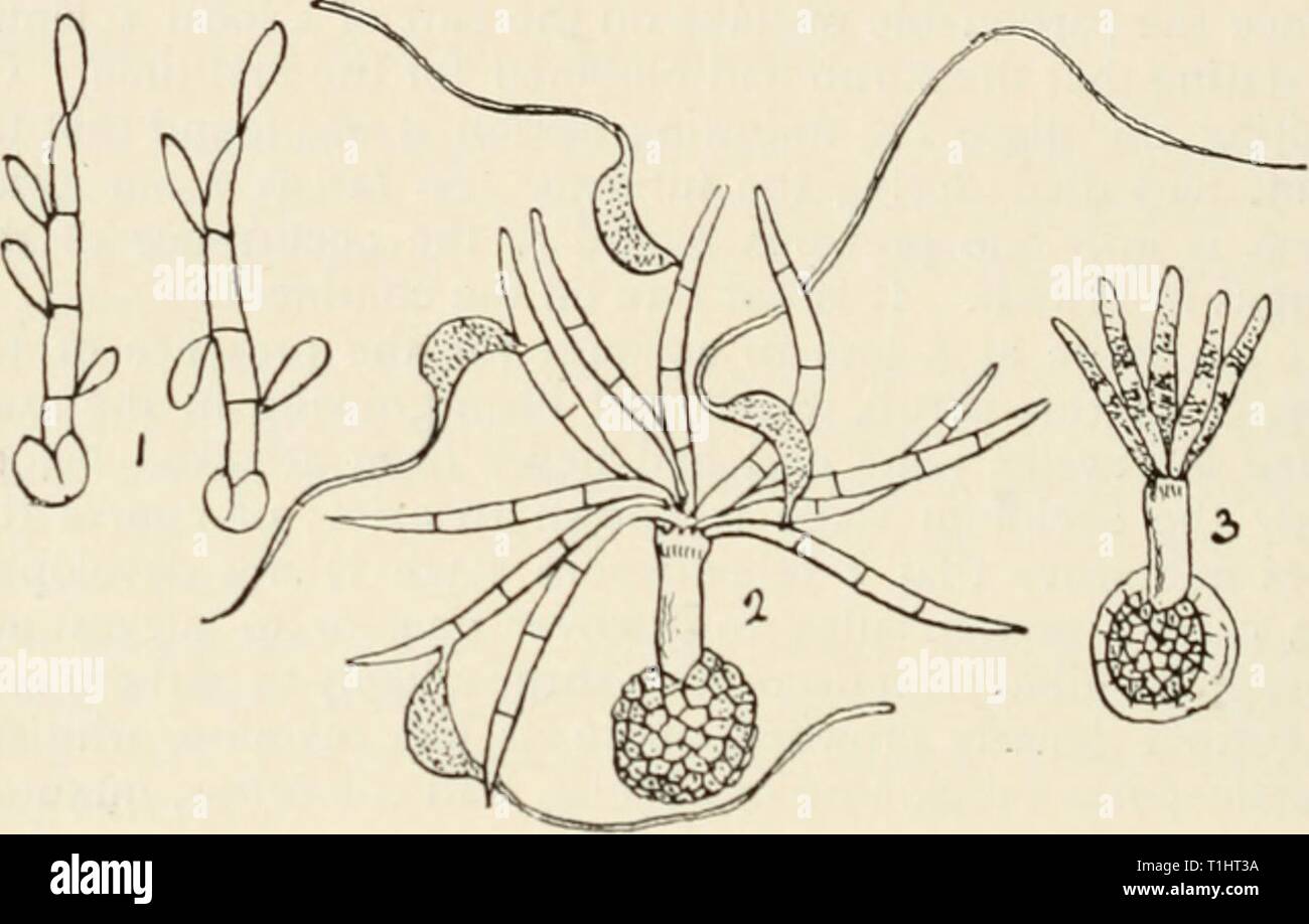 Diseases of cultivated plants and Diseases of cultivated plants and trees  diseasesofcultiv00massuoft Year: [1910?]  338 DISEASES OF CULTIVATED PLANTS forming fantastic curves. Aecidia fleshy, crowded, pale flesh- colour, spores angularly globose, orange-red. USTILAGINACEAE All the members of the present group are obligate parasites. In many instances the spores are produced in the ovary, often on the leaves, sometimes in the anthers. The spore pustules form sooty, black powdery masses when mature, and are    Fig. ioo.—Gcrniin.iiing spores of species of Ustilaginaceae. I, Ustilago ariindinella Stock Photo