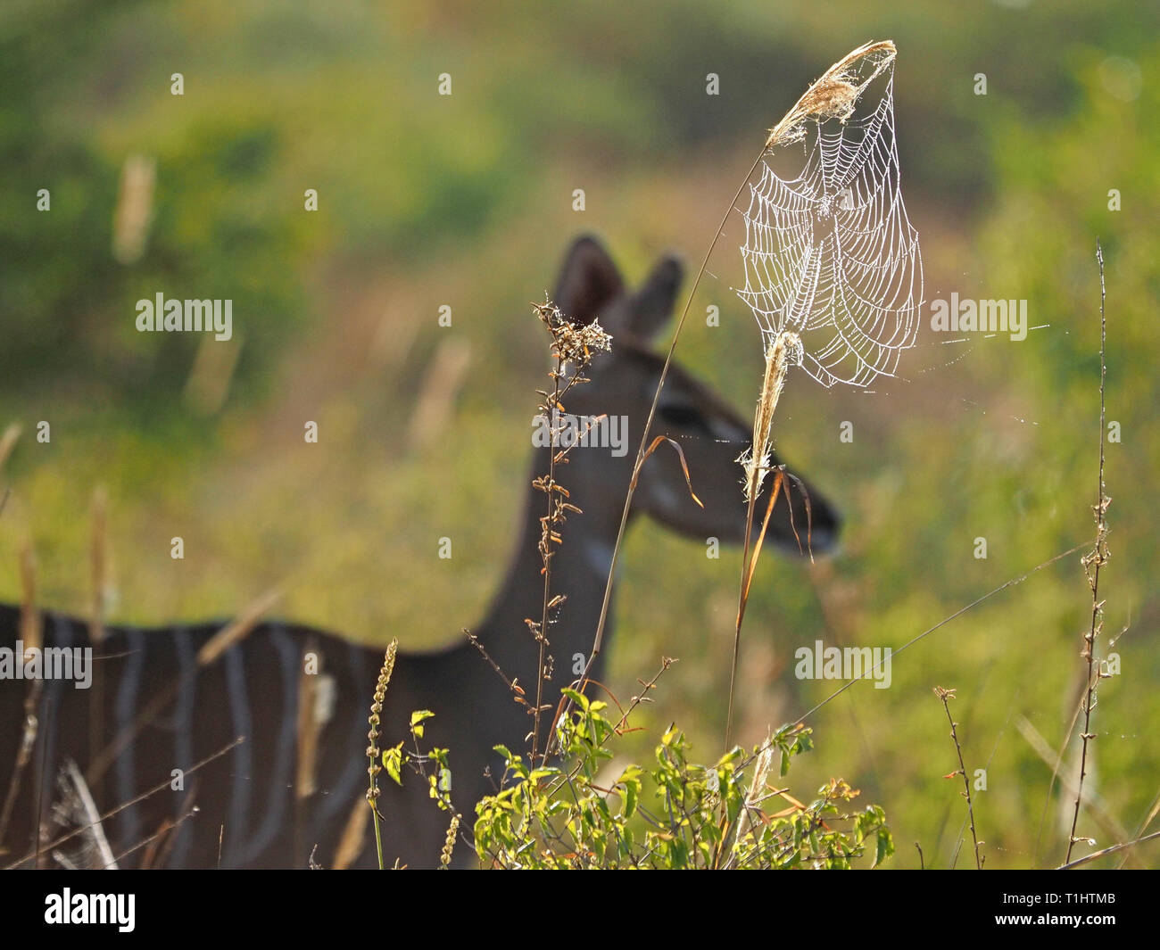female Lesser Kudu (Tragelaphus imberbis) forms gentle backdrop to silvery spider's web glistening with morning dew in Ngulia Hills   Kenya, Africa Stock Photo