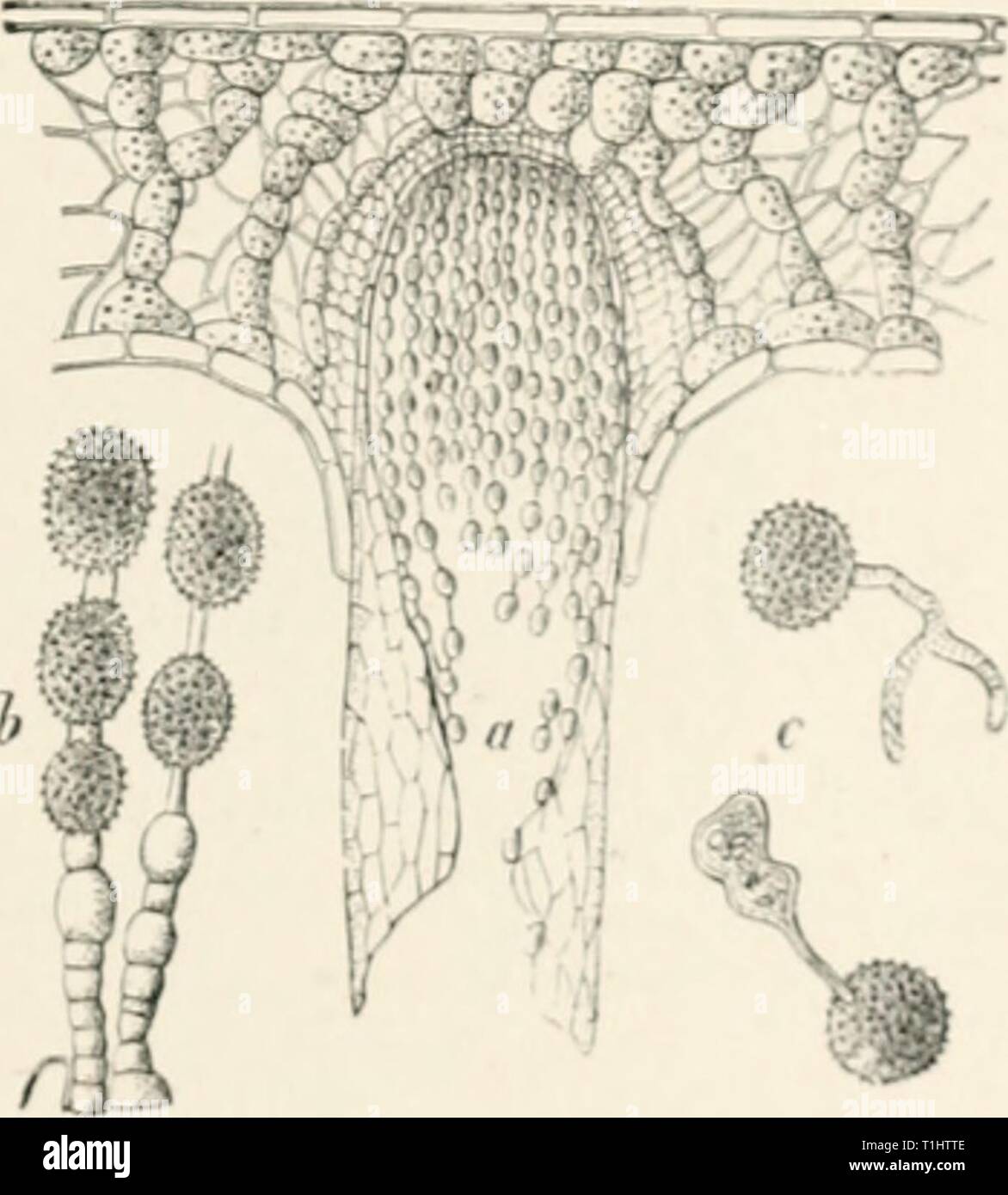 Diseases of plants induced by Diseases of plants induced by cryptogamuc parasites; introduction to the study of pathogenic fungi, slime-fungi, bacteria, and algae. English ed. by William G. Smith  diseasesofplants00tubeuoft Year: 1897  Fig. 205.âCnh/ptottpo'a Gotppertiano. Aecidia on the under surface of needles of Silver Fir. (v. Tubeuf del.)    Kiii. 20d.âAecidiuin in a needle of Silver Fir (much enlarjjed). h. Series of aecidiospores and intermediate cells. 'â , (icniiinatin' aecidiospores. (.ftcr R. HartiK.) This aecidium is also fouml on Alii&lt;s rrfi/K'/onini in I'jiju'r iJavaria. Barc Stock Photo