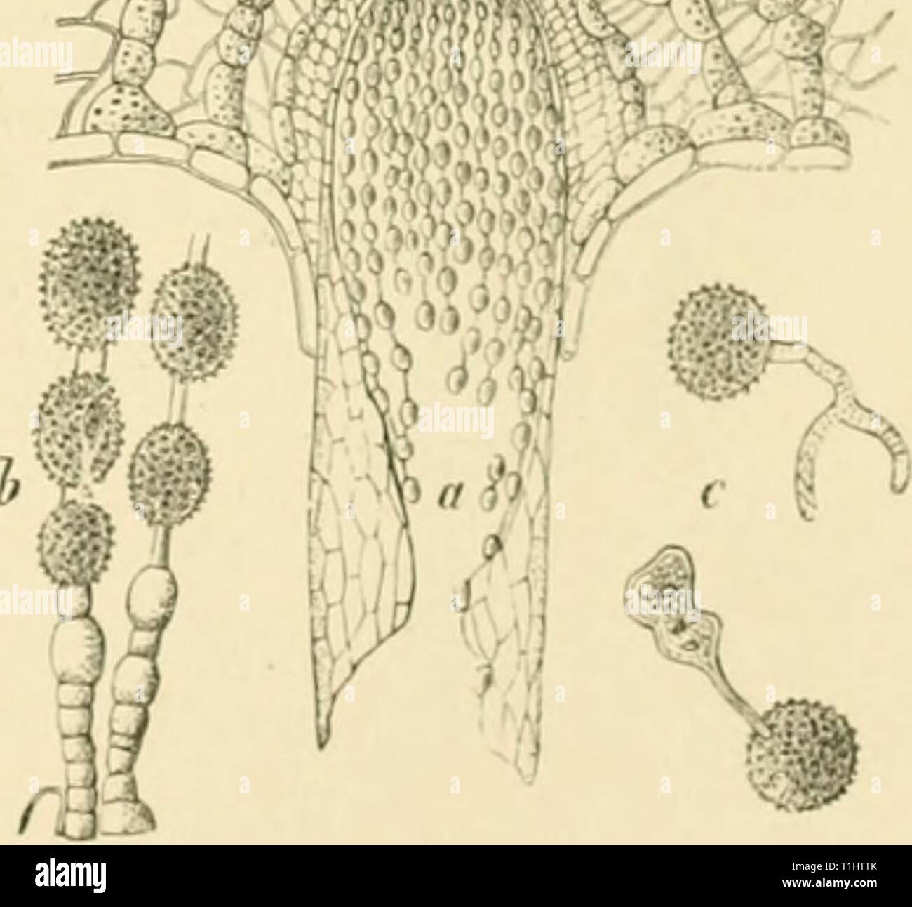 Diseases of plants induced by Diseases of plants induced by cryptogamic parasites; introduction to the study of pathogenic Fungi, slime-Fungi, bacteria, & Algae  diseasesofplants00tube Year: 1897  Fio. 205.—CulypiOKpora OoipiKAiano. Aecidia on the under surface of needles of Silver Fir. (v. Tubeuf del.) 'mw    Fici. 206.—Aecidium in a needle of Silver Fir (much enUirged). b. Series of aecidiospores and intermediate celLs. c Germinating aecidiospores. (After R. Hartig.) Tliis aecidium is also found on Ahys cvphalonicfi in U])per Bavaria. Barclayella deformans Diet.' This lias been found in the  Stock Photo