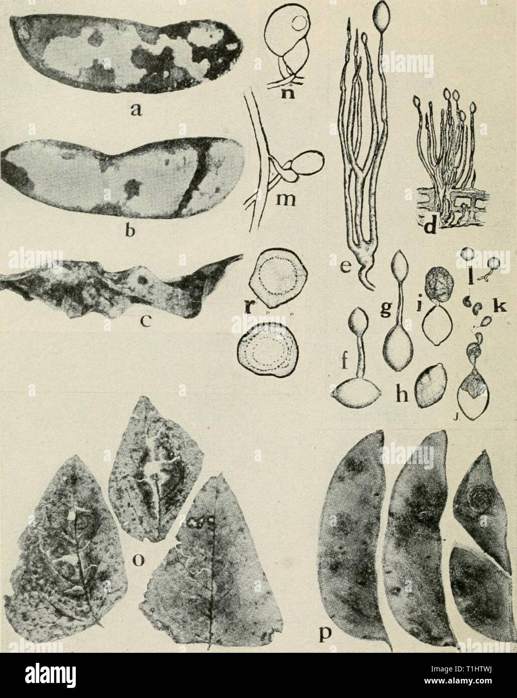 Diseases of truck crops and Diseases of truck crops and their control  diseasesoftruckc00taub Year: 1918  Fig. 48. Diseases of Lima Bean. a. h. c. different stages of downy mildew on pods, d. tuft of conidiophores and conidia of Phythophthora phaseoli, e. same as d. but greatly enlarged, /. g. conidia germinating by means of a germ tube, h. i. j. k. germination of conidia by means of zoospores, /. germinating zoospores {d. to /. after Thaxter), m. n. fertilization of the oogonium by the antheridium, o. Phoma blight on foliage, p. Phoma blight on pods (o. and p. after Halsted), r. mature oospor Stock Photo
