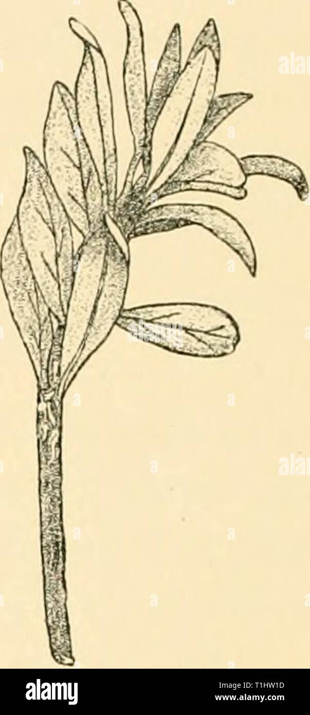 Diseases of plants induced by Diseases of plants induced by cryptogamic parasites; introduction to the study of pathogenic Fungi, slime-Fungi, bacteria, & Algae  diseasesofplants00tube Year: 1897  Fio. 209.—Ckiysomyxa rhododendri. Twig of Rhododendron hirxatu.ni with sori of uredo- Fir.. 210.—Chrysomyxo, rhododendri on Rho- spores oil the lower epidermis, causing dis- dodtndron firrugincum. Uredospore-sori in coloured spots on tlie Tipiier. (v. Tubouf September as elongated white stripes on the del.) stem below the leaves, (v. Tubeuf del.) The uredospores are yellow and ovoid, with granular pr Stock Photo