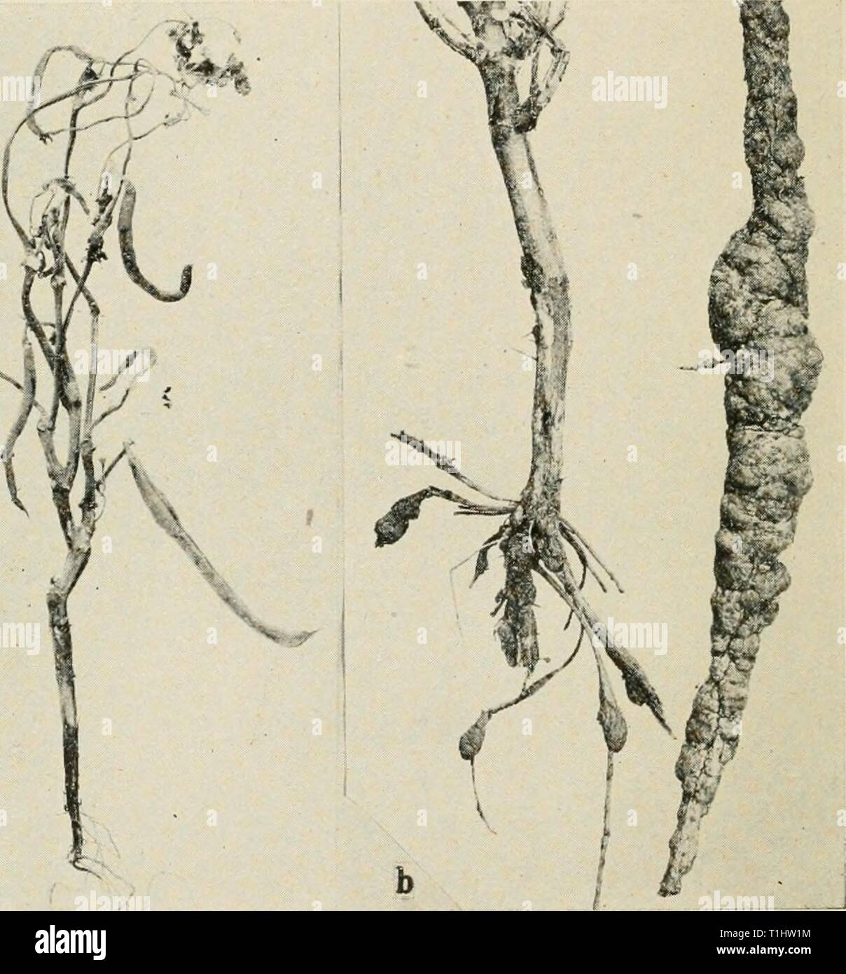 Diseases of truck crops and Diseases of truck crops and their control  diseasesoftruckc00taub Year: 1918  ''&&gt;''    Fig. 49. Bean Diseases. a. Rhizoctonia root rot, b. root knot on lima beans. Stock Photo