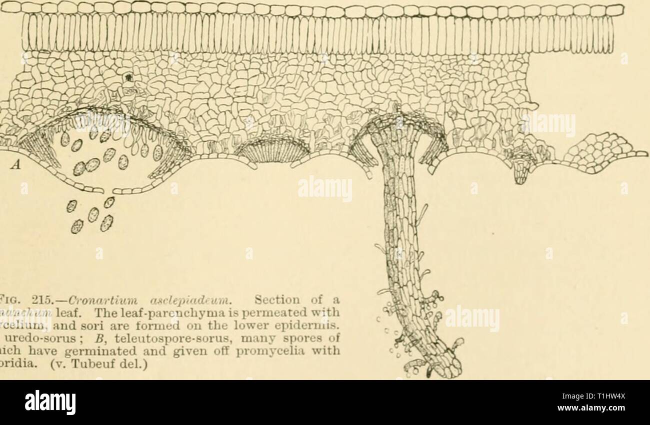 Diseases of plants induced by Diseases of plants induced by cryptogamic parasites; introduction to the study of pathogenic Fungi, slime-Fungi, bacteria, & Algae  diseasesofplants00tube Year: 1897  Fig. 214.—Cronartium asdcpiiuhurn on Cynanchum Vincetoxicum. The urudo- sori show as spots, the teleutospore-sori as processes on the leaves, (v. Tubeuf del.) also on Gentiana aschyiadca). The aecidial stage, known as Peridcrmium Cornui Eostr. et Ivleb. produces a blister-rust on the bark of Finus sylvcstris.    Fio. 215.—Cronnrtium rwlepindtuin. Section of a C'l/nanck urn leaf. The leaf-parenchyma i Stock Photo