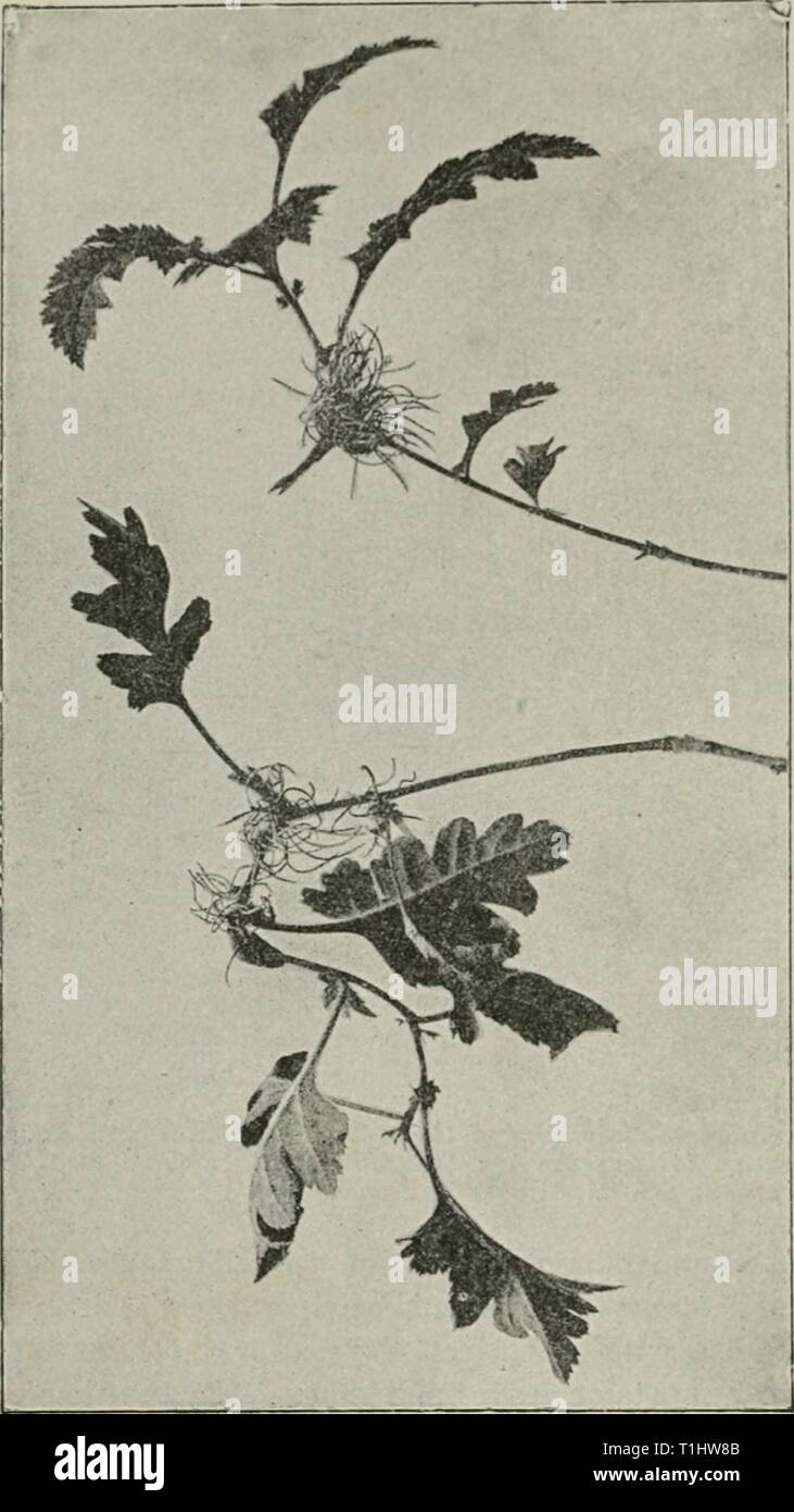 Diseases of plants induced by Diseases of plants induced by cryptogamic parasites; introduction to the study of pathogenic Fungi, slime-Fungi, bacteria, & Algae  diseasesofplant00tube Year: 1897  386 UREDINEAE. The aecidia are developed about the beginning of June, and on Crataegus their peridia in dehiscing split up into very narrow lobes so as to form a bristly tuft over the mouth of    .2 * 5 5« tr O &lt;2  c 2 a I. e I « ?5 each aecidium. Ou cultivating infected plants of Crataegus indoors, I found the peridia to develop quite abnormally; they Stock Photo