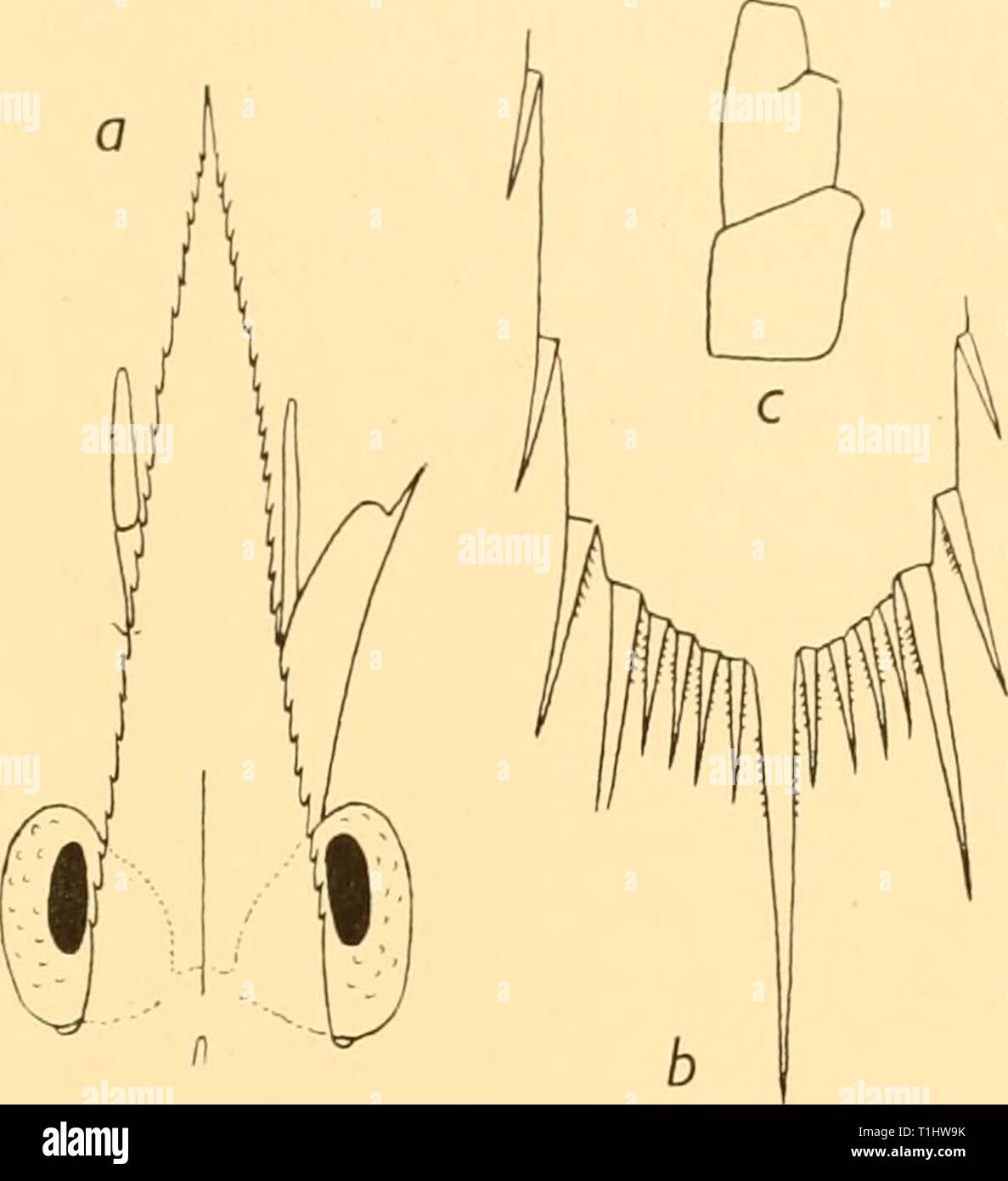 Discovery reports (1938) Discovery reports  discoveryreports17inst Year: 1938  LARVAE OF DECAPOD CRUSTACEA 313 Leg I not fully developed. Leg 5 with long exopod. Epipods present on legs 1-4. Four pairs of pleopods.    Fig. 12. Thalassinid D. V. St. 711. a. Rostrum. h. Telson. c. Palp of maxillule. d. Endopod of maxillipede i. Thalassinid D. VI (Fig. 13) Discovery Sts. 1574, 1576. Rostrum 2-45 mm.; body 6-45 mm. Rostrum rather narrow, tapering, with slender smooth apical part. Carapace with ten small marginal spines. Abdomen: somite 2 with large dorsal spine, somites 3-5 Stock Photo
