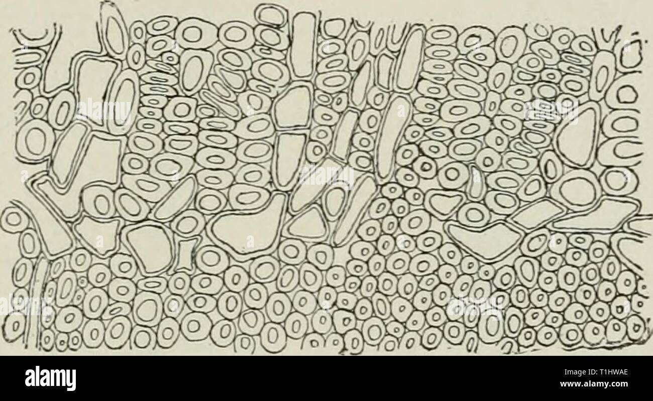 Diseases of plants induced by Diseases of plants induced by cryptogamic parasites; introduction to the study of pathogenic Fungi, slime-Fungi, bacteria, & Algae  diseasesofplant00tube Year: 1897  GYMNOSPORANGIUM. 387 may be as long as 10 m.m. and are bent like a horn (Fig. 219). A similar case is described by Barclay in which the peridia of aecidia on Rhammis dahnrica were very long if produced in dry weather, but short if in moist weather.  The aecidiospores are shed during the early part of June, and germinate at once on the bark of young juniper-twigs; the mycelium growing thence into the s Stock Photo