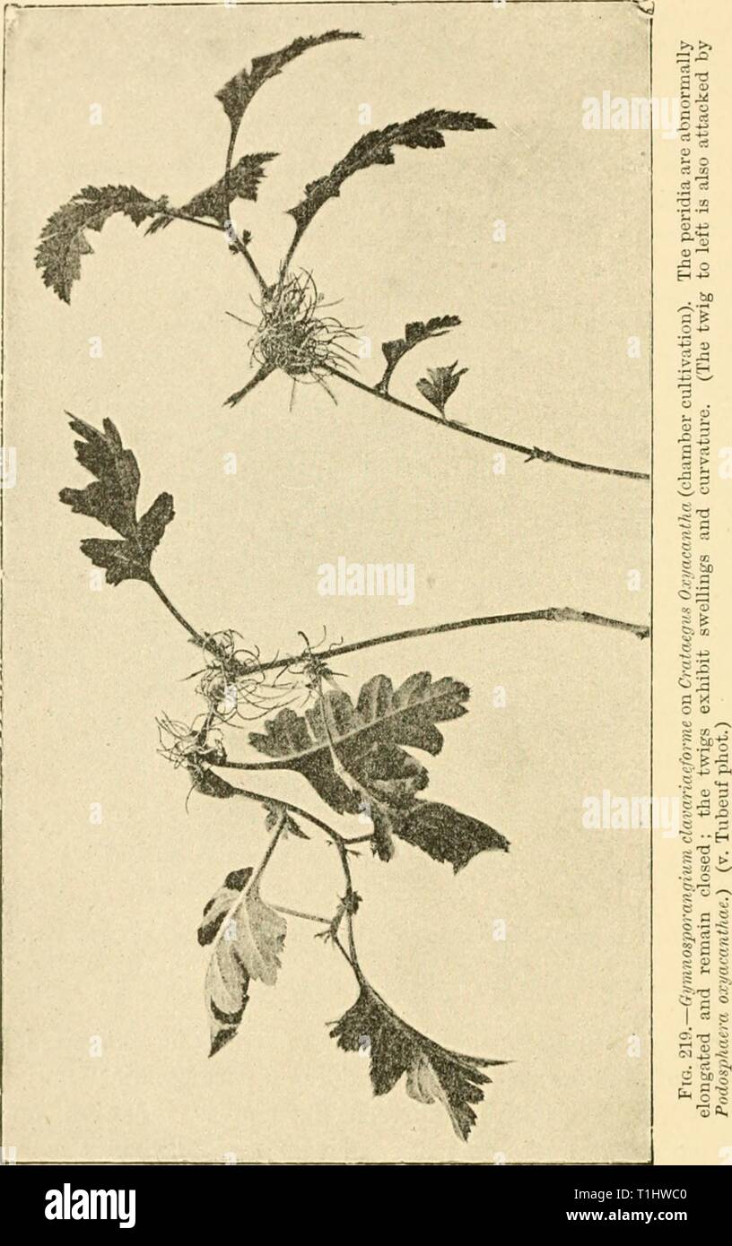 Diseases of plants induced by Diseases of plants induced by cryptogamic parasites; introduction to the study of pathogenic Fungi, slime-Fungi, bacteria, & Algae  diseasesofplants00tube Year: 1897  386 UREDINEAE. The aecidia are developed about the beginning of June, and on Crataegus their peridia in dehiscing split up into very narrow lobes so as to form a bristly tuft over the mouth of    each aeeidiuni. On cultivating infected plants of Crataegus indoors, I found the peridia to develop quite abnormally; they Stock Photo