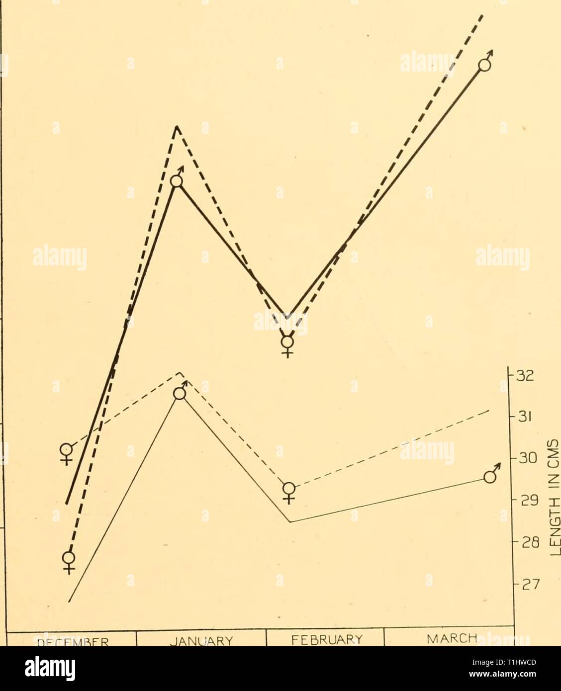 Butterfish drawing hires stock photography and images Alamy