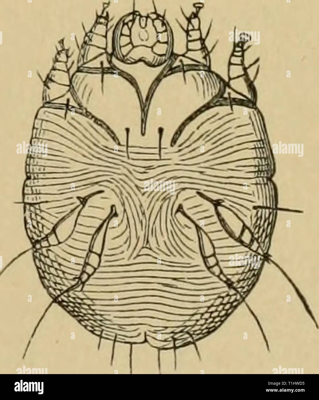 Can Dogs Get Diseases From Human Blood