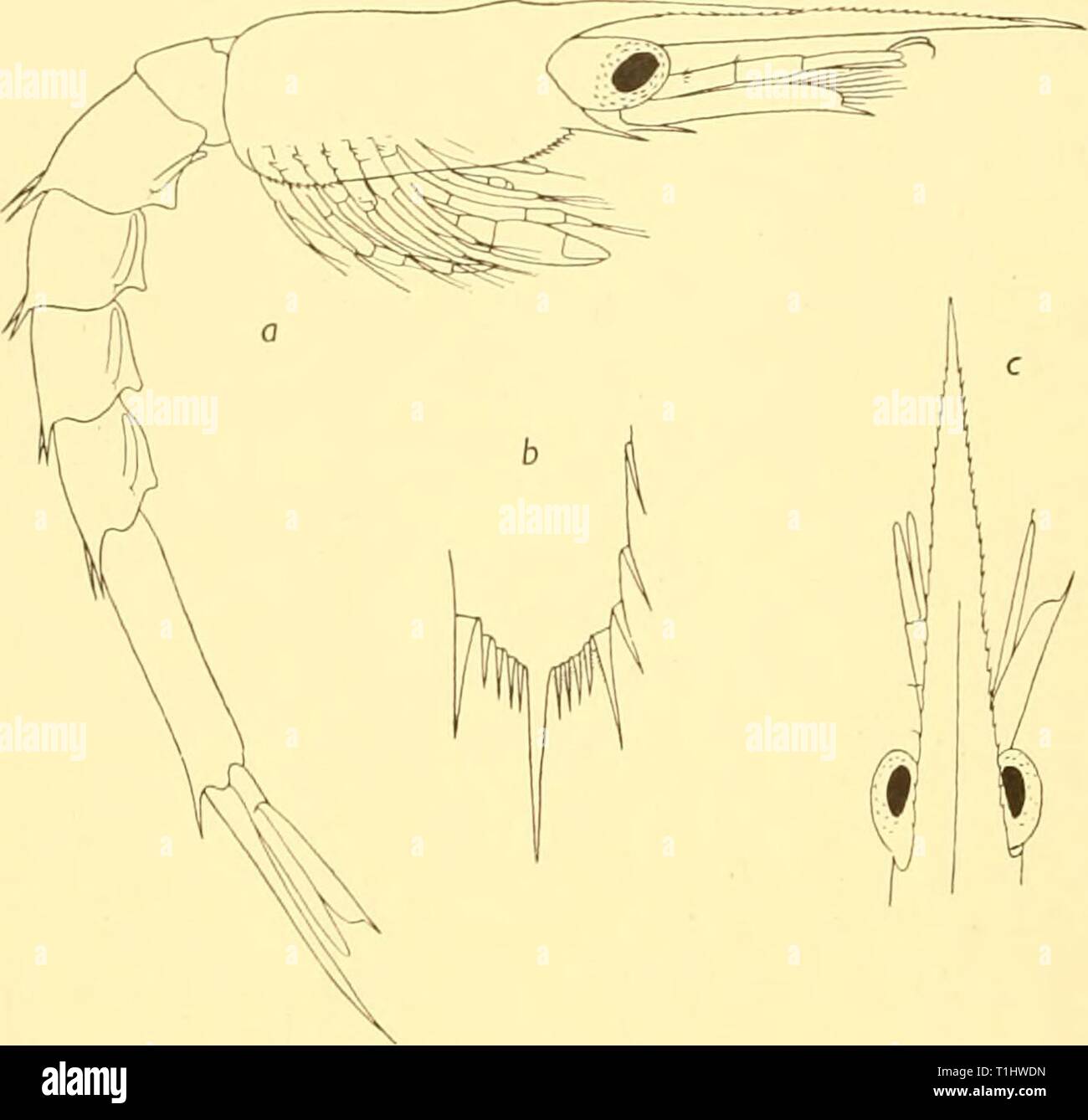 Discovery reports (1938) Discovery reports discoveryreports17inst Year ...