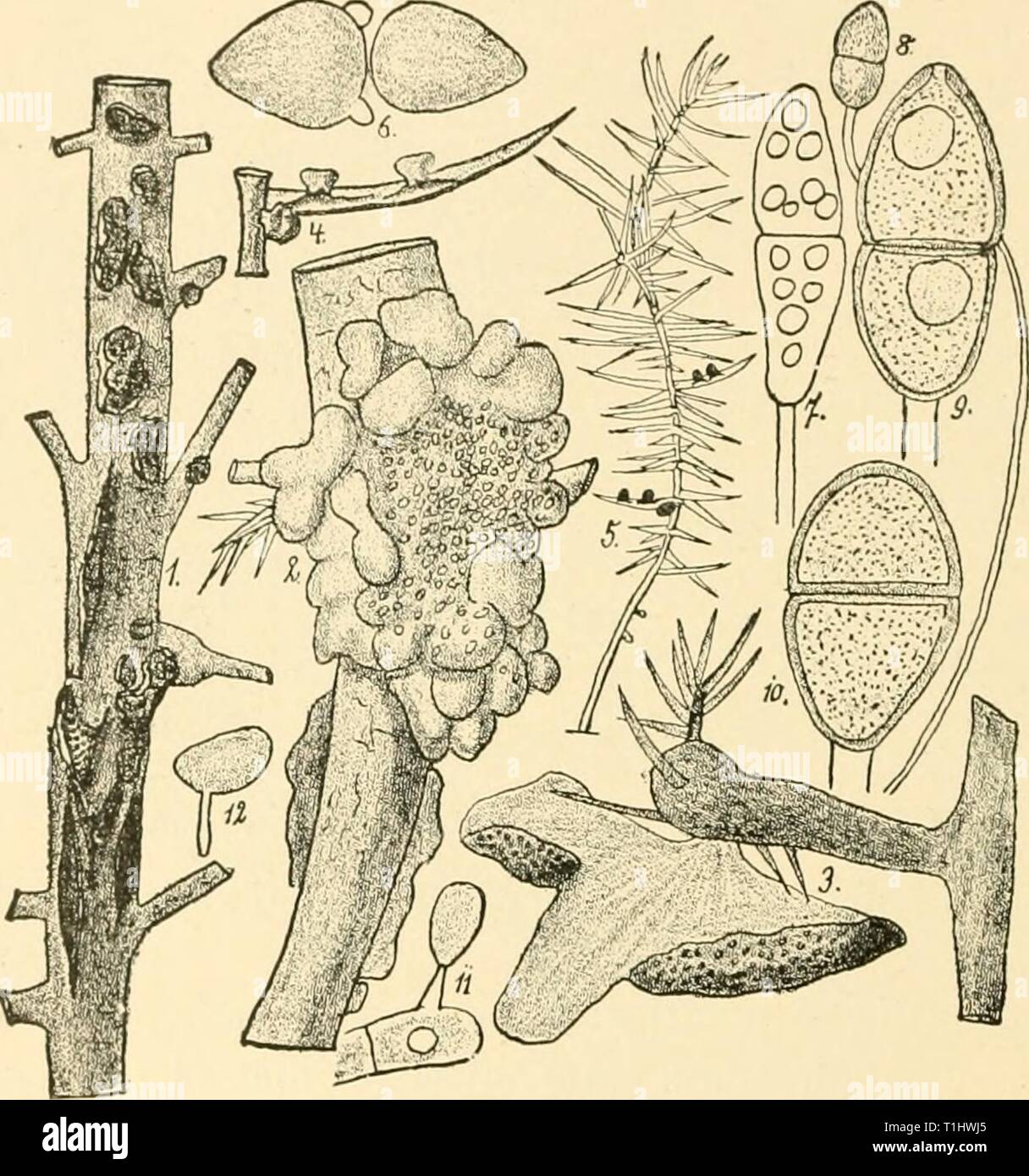 Diseases of plants induced by Diseases of plants induced by cryptogamic parasites; introduction to the study of pathogenic Fungi, slime-Fungi, bacteria, & Algae  diseasesofplants00tube Year: 1897  392 UKEDINEAE. than those of G. tremelloidcs. Tlie aecidiospores—Roestclia cormda—occur on species of Pyrns {Sorhus)] they are much smaller than those of Rorstclia pcnicillata. The Roestclia themselves are long, curved, and horn-like, while the walls of the peridial cells are beset with short processes (Fig. 224). Where Pijrus Aucuparia occurs mixed with Pyrus Malus, it has been observed that Roestcl Stock Photo