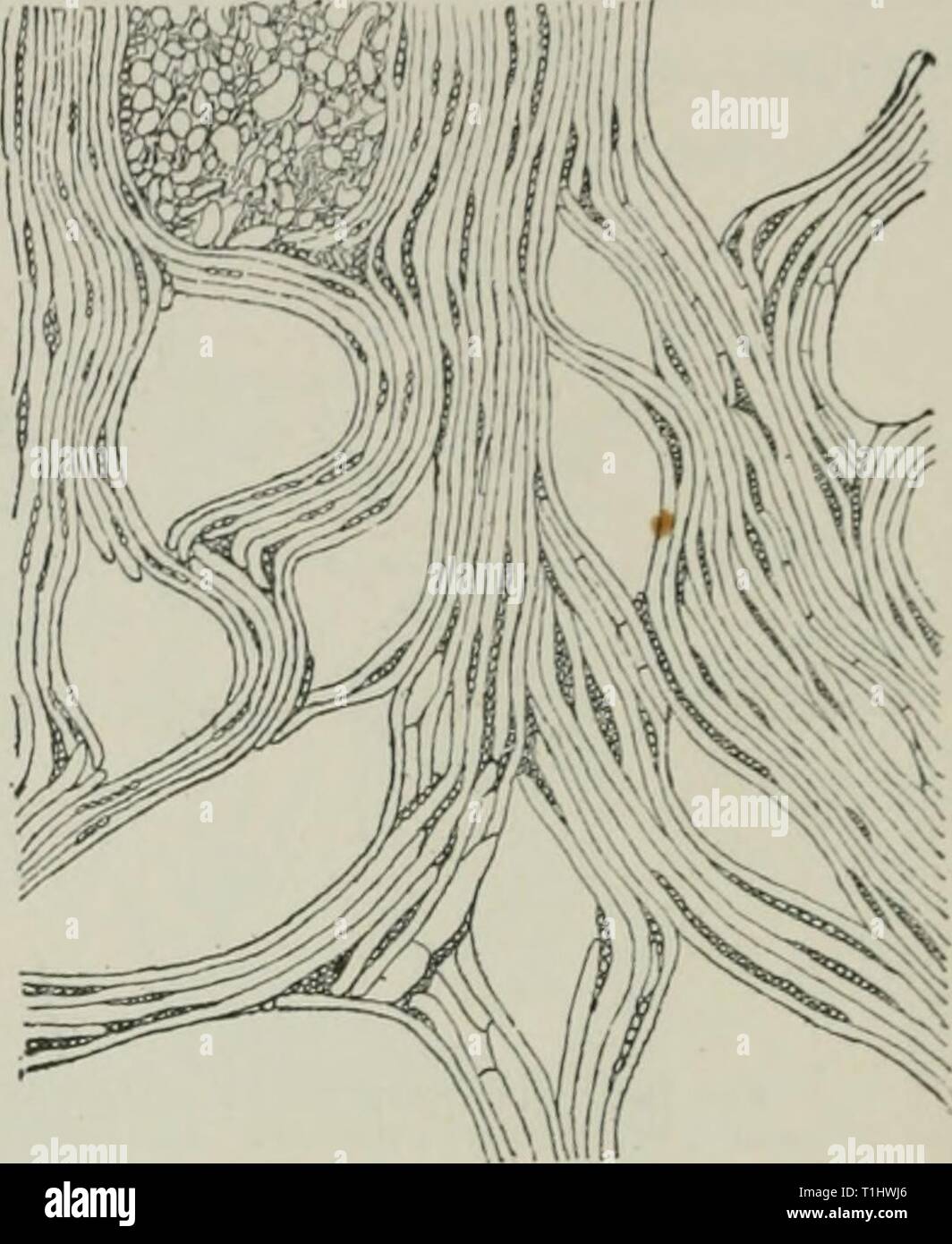 Diseases of plants induced by Diseases of plants induced by cryptogamic parasites; introduction to the study of pathogenic Fungi, slime-Fungi, bacteria, & Algae  diseasesofplant00tube Year: 1897  Fig. 227.—Section of ii nine-year twig of Juniper attacked hy Gymnosporanyimn. The rind under the spore-cushion is much thickened ; the wood towards the same side is much broken up by tracts of parenchyma. (After Wocriile.)    Fio. 22S.—Tangential section through diseased wood beneath a spore-cushion. The wood- elements are much displaced by abnormal tracts of parenchyma. (Only one of the latter has b Stock Photo