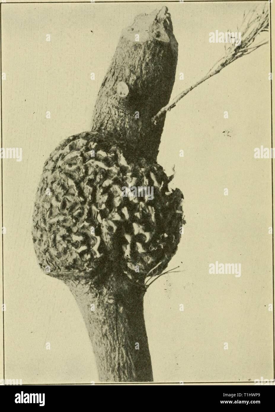 Diseases of economic plants (1921) Diseases of economic plants  diseasesofeconom01stev Year: 1921  400 Diseases of Economic Plants Rust (Cronartium cerebrum (Pk.) H. & L., Peridermium). — Swollen areas occur upon the branches and young stems which are gradually killed. The gall-like growth sheds a    Fig. 212.  Gall produced by Cronartium (Perider- mium) cerebrum on pine. After Hedgcock. profusion of orange-colored spores each spring. Chiefly by its interference with the sap current the swellings bring about the death of many trees. The galls are perennial and may Stock Photo