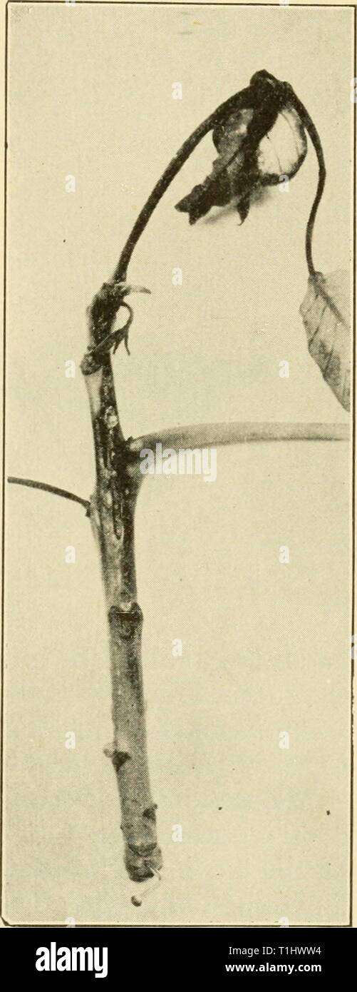 Diseases of economic plants (1921) Diseases of economic plants  diseasesofeconom01stev Year: 1921  Trees and Timber 403 The causal fungus has been reported in America from Kansas, Missouri, New York, and New Jersey. SYCAMORE Blight (Gnomonia veneta (S. & S.) Kleb.. Gloeosporium). — First noted in 1848, this anthracnose is very widely dis- tributed on sycamore and oak from New Jersey to California and Mississippi. In extreme cases it may so weaken the trees as to cause their death. The scorched appearance of the leaves and defoliation render the trees unsightly. Just before they become full-gro Stock Photo