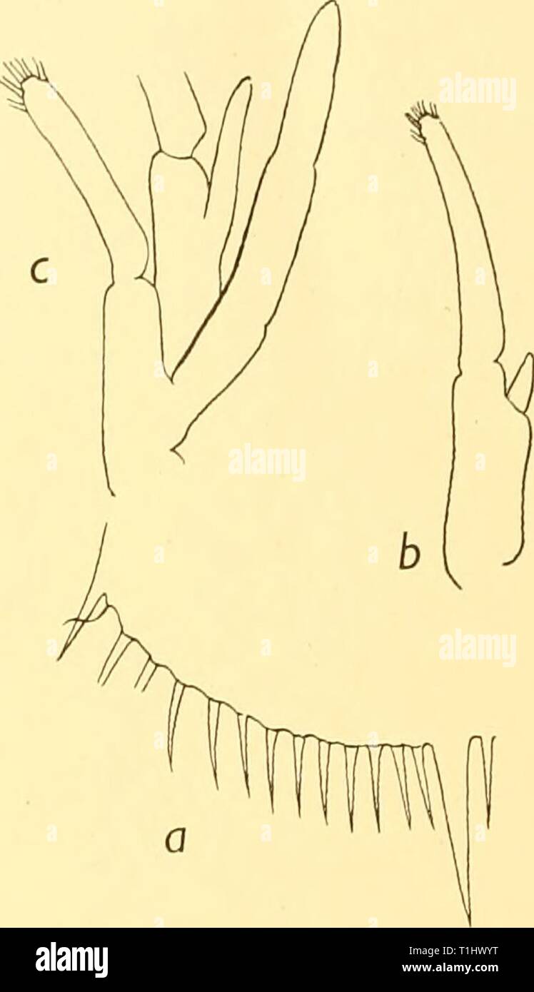 Discovery reports (1938) Discovery reports  discoveryreports17inst Year: 1938  330 DISCOVERY REPORTS Antenna: basis with small inner and outer spines; scale broad, without outer basal seta. Mouth parts rudimentary. Endopods of maxillipedes 2 and 3 rudimentary, seated low down on basis. Exopods on maxillipedes 1-3 only. Chelaeoflegsiandalarge. Epipods absent. Four pairs of pleopods, that of somite 2 very small. Uropods absent. UPOGEBIIDAE The development of the European species Upogebia littoralis, U. stellata and U. deltaiira has been described by Sars, Cano and Webb, and these species, though Stock Photo