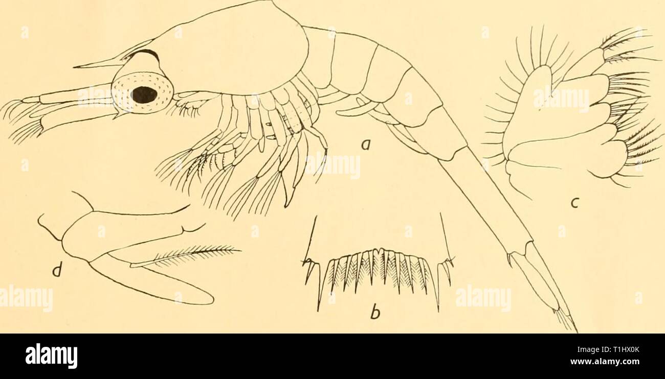 Discovery reports (1938) Discovery reports  discoveryreports17inst Year: 1938  LARVAE OF DECAPOD CRUSTACEA 331    a. Side view. Fig. 32. Upogebia B.R. I, stage III b. Part of telson. c. Maxilla. d. Maxillipede 3. Stock Photo