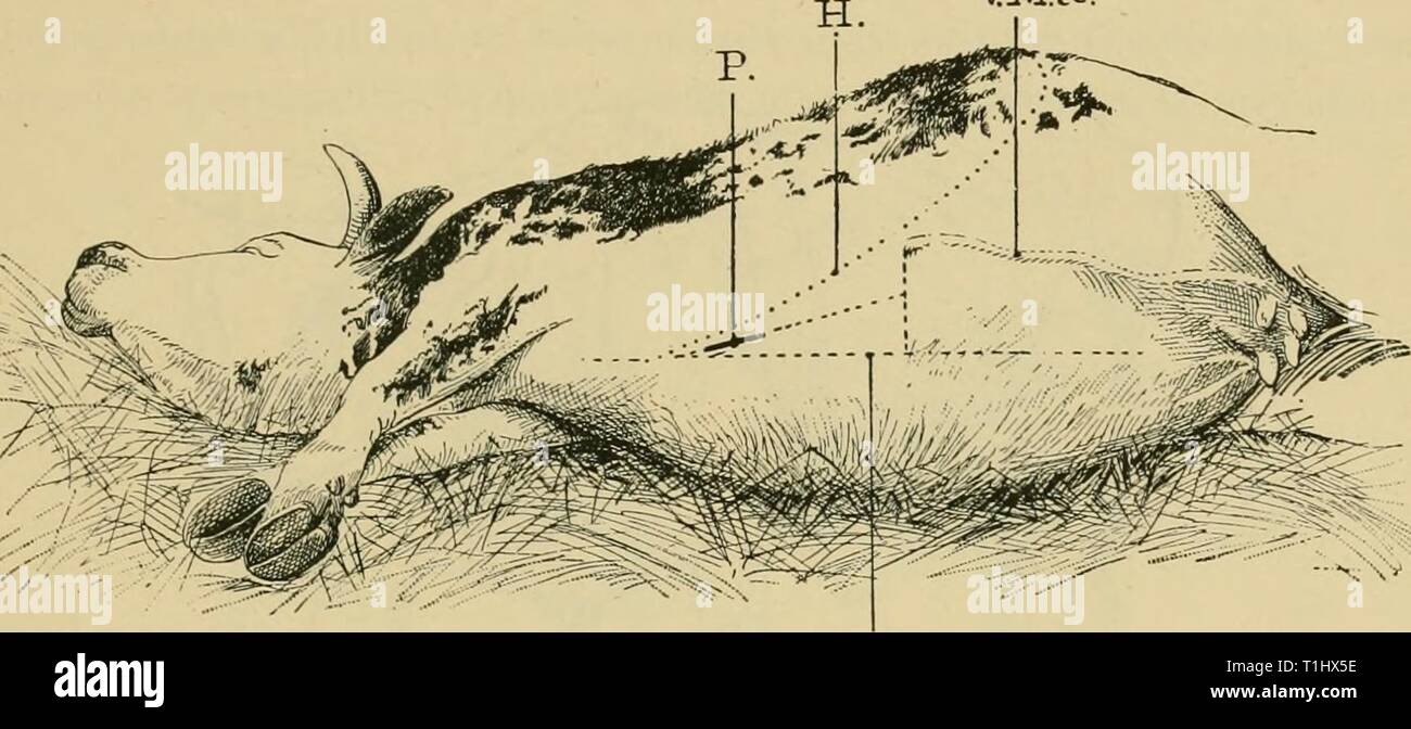 Diseases of cattle, sheep, goats Diseases of cattle, sheep, goats and