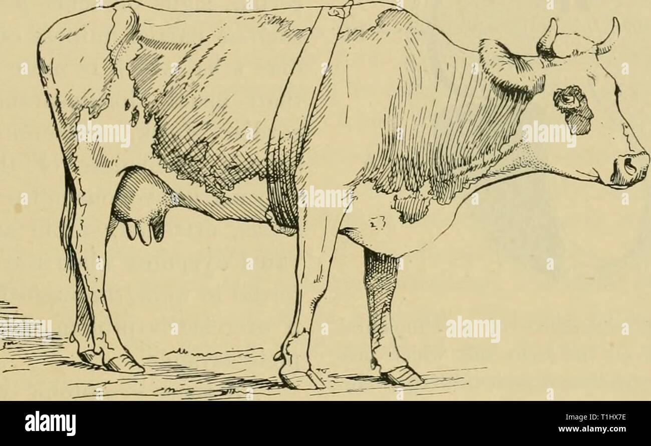 Diseases of cattle, sheep, goats Diseases of cattle, sheep, goats and ...