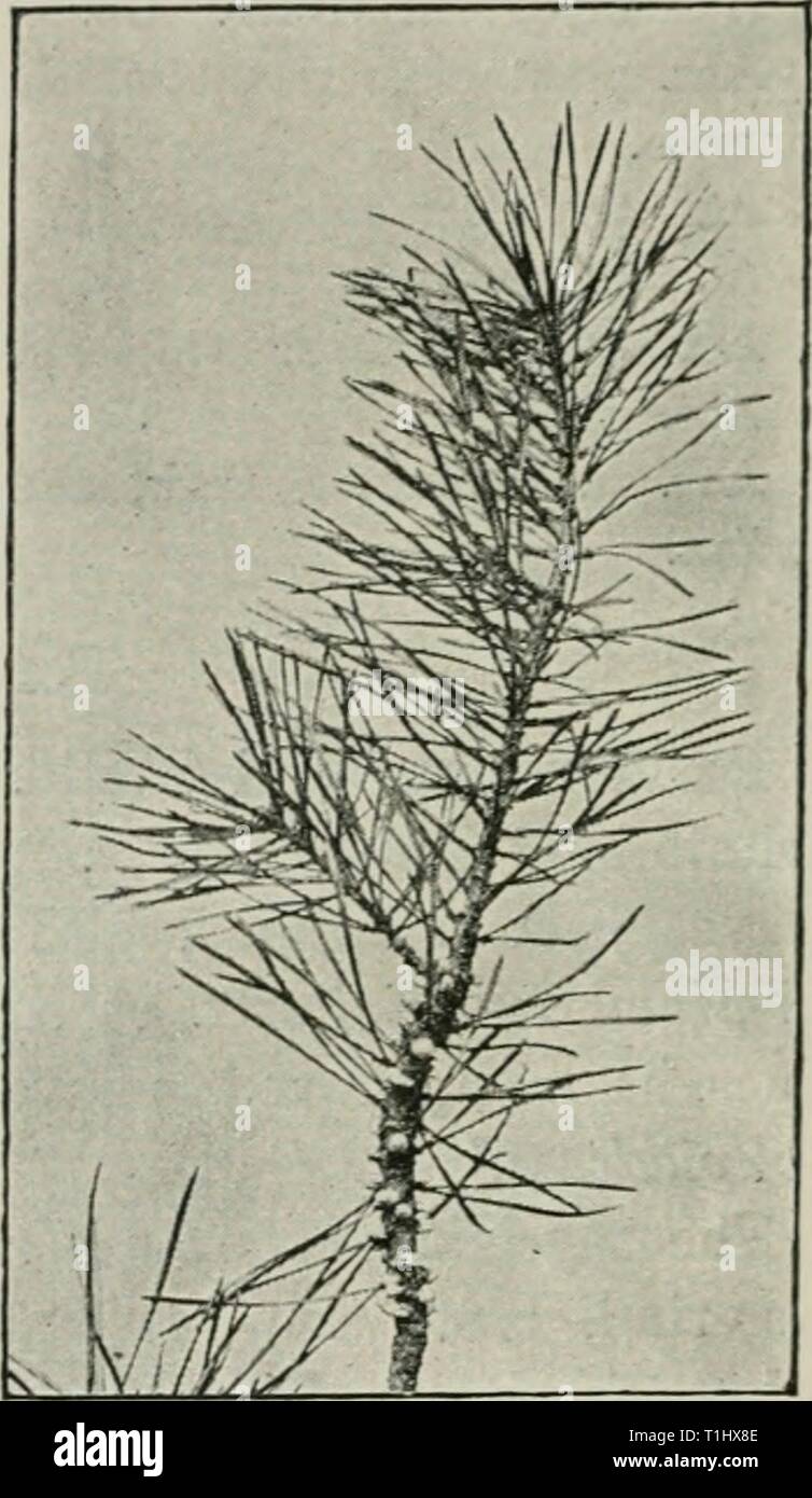 Diseases of plants induced by Diseases of plants induced by cryptogamic parasites; introduction to the study of pathogenic Fungi, slime-Fungi, bacteria, & Algae  diseasesofplant00tube Year: 1897  FlG. l'46.—Pd-khnaiuiii piiii (corOcola). Young twig be.iring numerous aecidia. (v. Tnbeuf phot.) Fig. •lib.—Pirido-rahi.rii jtidi (rorlicola). Branch :ind lateral twigs distinctly swollen where attacked. Tliey also bear aecidia. (v. Tubeuf phot.) ring ceases to thicken, but as the mycelium seldom succeeds during the first year in killing the cambium all round a Stock Photo