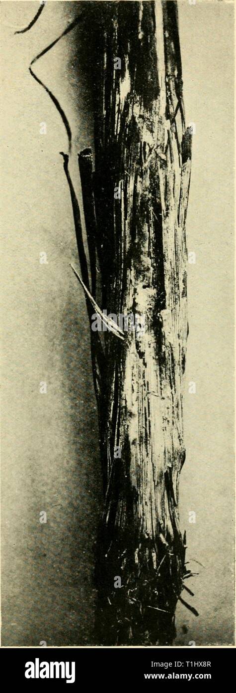 Diseases of crop-plants in the Diseases of crop-plants in the Lesser Antilles  diseasesofcroppl00nowe Year: 1923  Fig. 110 Marasmius Mycelium on Sugar-Cane Stock Photo