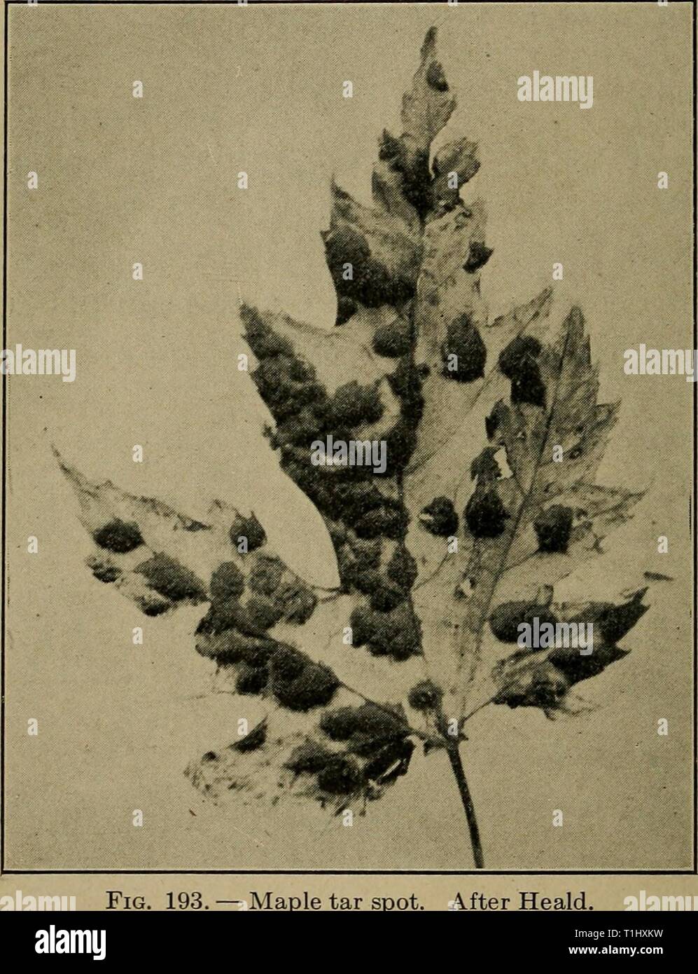 Diseases of economic plants (1910) Diseases of economic plants  diseasesofeconom02stev Year: 1910  442 DISEASES OF ECONOMIC PLANTS MAPLE Leaf spot, phyllostictose (Phyllosticta acericola C. & E.).— A large proportion of the leaf may become involved, causing premature defoliation which materially lessens the    Maple tar spot. After Heald. value of the tree for ornament or shade. The silver maples are especially susceptible, and their sale has thereby been reduced. The leaf spot was first noted in 1874 and is dis- tributed throughout the United States. The blackish, sub circular spots as they e Stock Photo