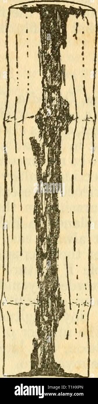 Diseases of crop-plants in the Diseases of crop-plants in the Lesser Antilles  diseasesofcroppl00nowe Year: 1923  Tig. 123 Thielaviopsis in Sugar-cane Cutting Stock Photo