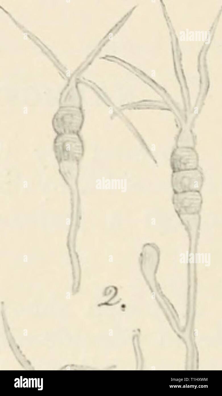 Diseases of cultivated plants and Diseases of cultivated plants and trees  diseasesofcultiv00massuoft Year: [1910?]  450 DISEASES OF CULTIVATED PLANTS ** Spores i-fnany-sepfate PESTALOZZIA (De Not.) Pustules minute, erumpent; conidia oblong, 2-many-septate, central cells coloured, end ones hyaline, apical cell bearing T-many hair-like appendages.    A 'i KiG. 137.—Fcslalozzia uepiiii. i, blotches caused by the fungus on a tea leaf; 2, conidia oi' fungus, highly mag. Grey blight of tea plant {Pestalozzia guepitii, Desm.) is said by Sir George Watt to be one of the most destructive and dangerous Stock Photo