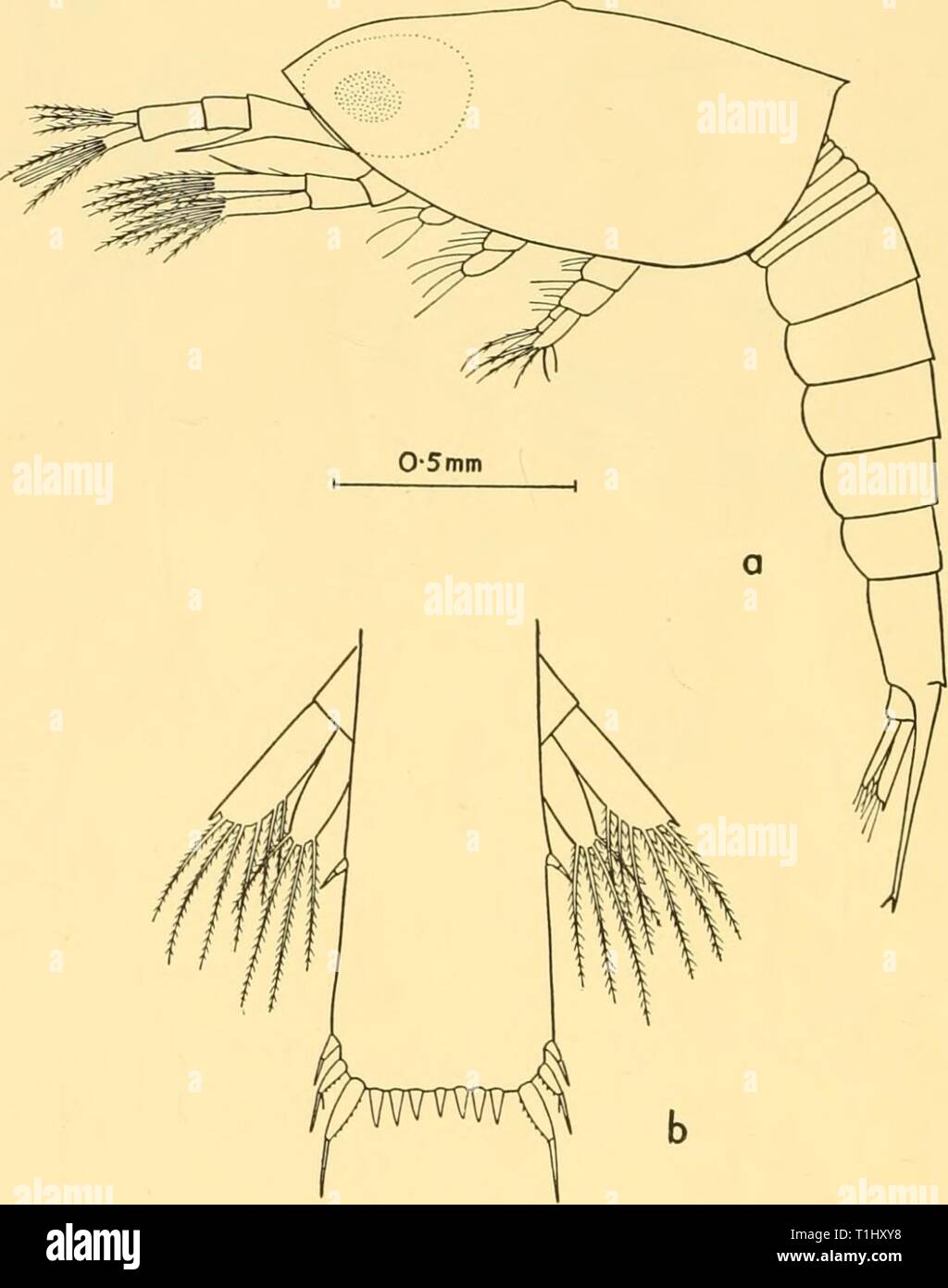 Discovery reports (1956) Discovery reports  discoveryreports27inst Year: 1956  374 DISCOVERY REPORTS Third calyptopis. Eleven specimens examined (Fig. 240, b). Length range 2-4-2-9 mm.; average length 2*7 mm. The carapace is unchanged except for the appearance of the rudiments of the dorsal crest. The inferior margin is smooth. The compound eyes are globular and pigmented. The basal segment of the first antennal peduncle bears a strong toothed spine on its outer, distal margin. This reaches to about the middle of the last peduncular segment.    0-25mm Fig. 24. Nematoscelis megalops. a, third c Stock Photo