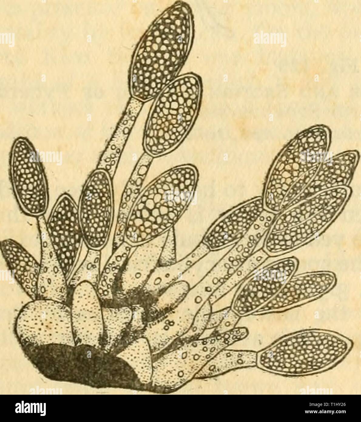 Diseases of crop-plants in the Diseases of crop-plants in the Lesser Antilles  diseasesofcroppl00nowe Year: 1923  Fig. 127 Gnomonia Iliau, Vertical Section of Perithecium and Asci From Bull. 11, Dept. Pathology, H.S.P.A.    Fig. 128 Melanconium Iliau. Stromata and Conidia From Bull, it, Dept. Pathology, H.S.Pji. Stock Photo