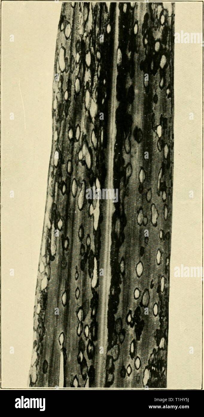 Diseases of crop-plants in the Diseases of crop-plants in the Lesser Antilles  diseasesofcroppl00nowe Year: 1923  Fig. 131 Ring Spot of Sugar-cane (Leptosphaeria Sacchari) Stock Photo