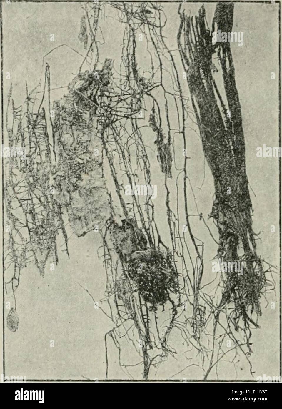 Diseases of plants induced by Diseases of plants induced by cryptogamic parasites; introduction to the study of pathogenic Fungi, slime-Fungi, bacteria, & Algae  diseasesofplant00tube Year: 1897  458 BASIDIOMYCETES. point, whereby a felted tissue, called the medulla, is produced in the interior. The outer parts of the pseudoparenchyma, on the other hand, coalesce to form the so-called rind, which when young gives off numerous delicate hyphae, and these, taking advantage of the medullary rays, penetrate the wood, and especially the resin-ducts, should such be present. In the wood the growth is  Stock Photo