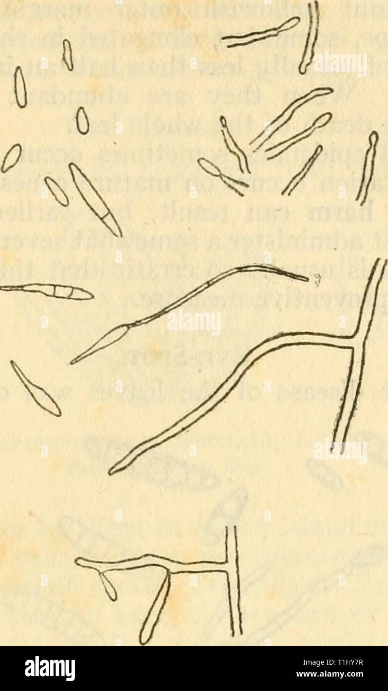Diseases of crop-plants in the Diseases of crop-plants in the Lesser Antilles  diseasesofcroppl00nowe Year: 1923  DISEASE OF SUGAR CANE 319    Fig. 130 Cercospora vaginae From Wahber & Went Stock Photo