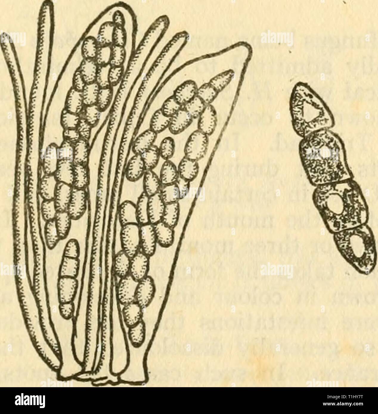 Diseases of crop-plants in the Diseases of crop-plants in the Lesser Antilles  diseasesofcroppl00nowe Year: 1923  Fig. 130 Cercospora vaginae From Wahber & Went    Fi-. 132 Leptosphaeria Sacchari. Akci and Spore From Memoirs, Depi. Agri., India Stock Photo