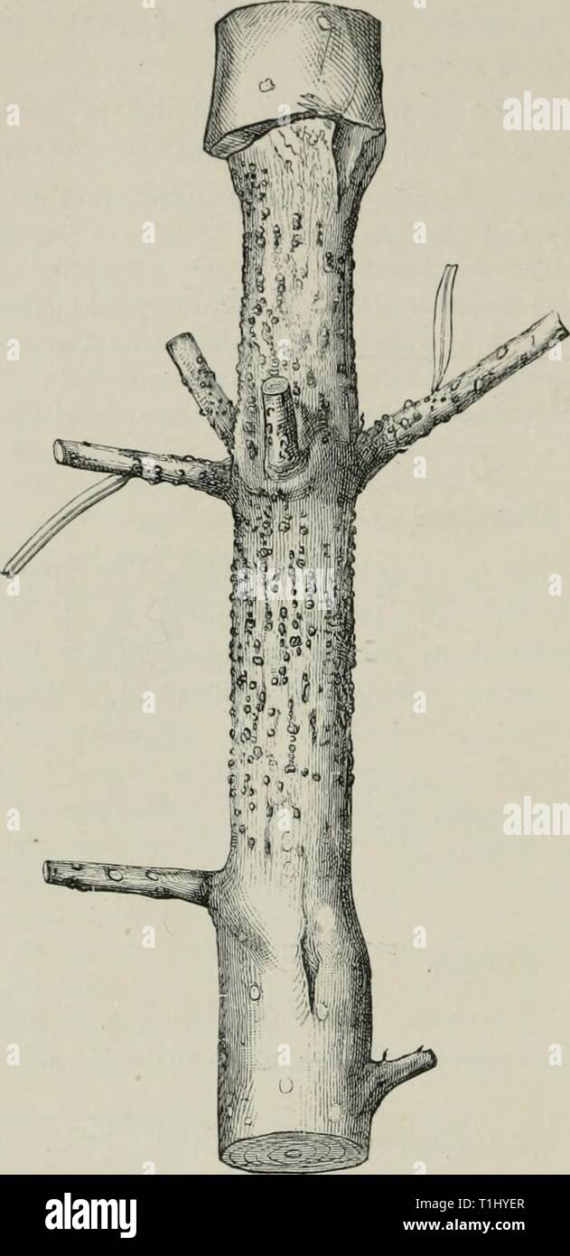 Diseases of plants induced by Diseases of plants induced by cryptogamic parasites; introduction to the study of pathogenic Fungi, slime-Fungi, bacteria, & Algae  diseasesofplant00tube Year: 1897  466 FUNGI IMPEKFECTI. stricted tissue will be found extending quite round the twig (Fig. 293). At these places the bark and cambium have been killed, whereas the higher portions of the twig have continued to increase in thickness. Numerous small black pycnidia break out on the bark of diseased places and give of!' small unicellular spindle-shaped couidia, which convey infection to new hosts in August  Stock Photo