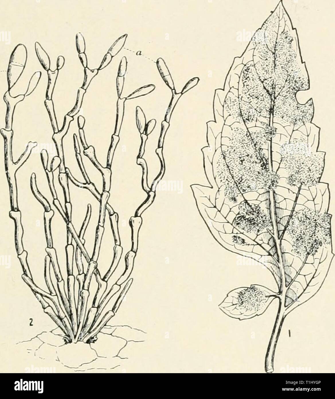 Diseases of cultivated plants and Diseases of cultivated plants and trees  diseasesofcultiv00massuoft Year: [1910?]  CLADOSPORIUM 471 stem of diseased plants. The young fruit is also sometimes attacked. The fungus is Cladosporiiim fiilvum (Cke.) The conidiophores are densely crowded, and emerge through the cuticle in clusters. They are usually sparingly branched, septate, and nodulose, bearing a few conidia near the apex, tinged brown; conidia elliptic-oblong, i-septate, translucent, tawny-brown, 10-20X4-6 /x. Spray with a dilute solution of potassium sulphide, or with    Fig. 140. — Cladospor Stock Photo