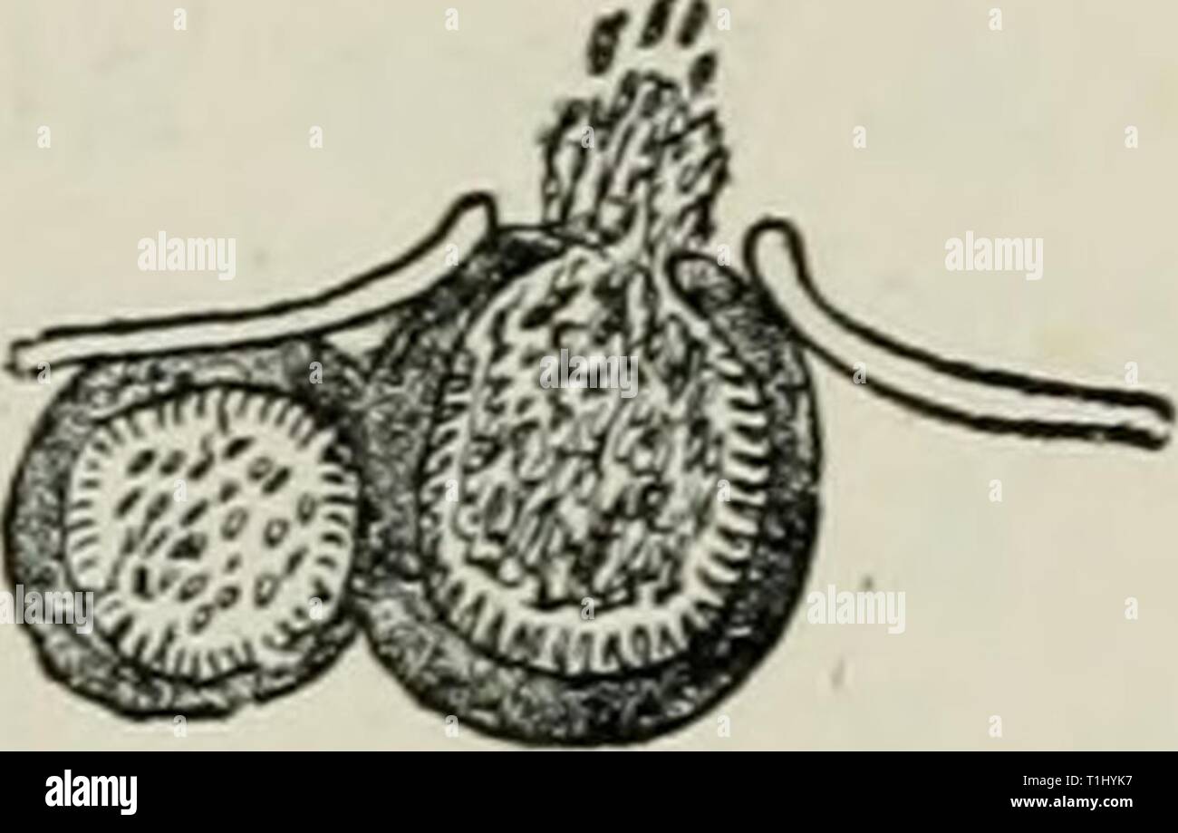 Diseases of plants induced by Diseases of plants induced by cryptogamic ...