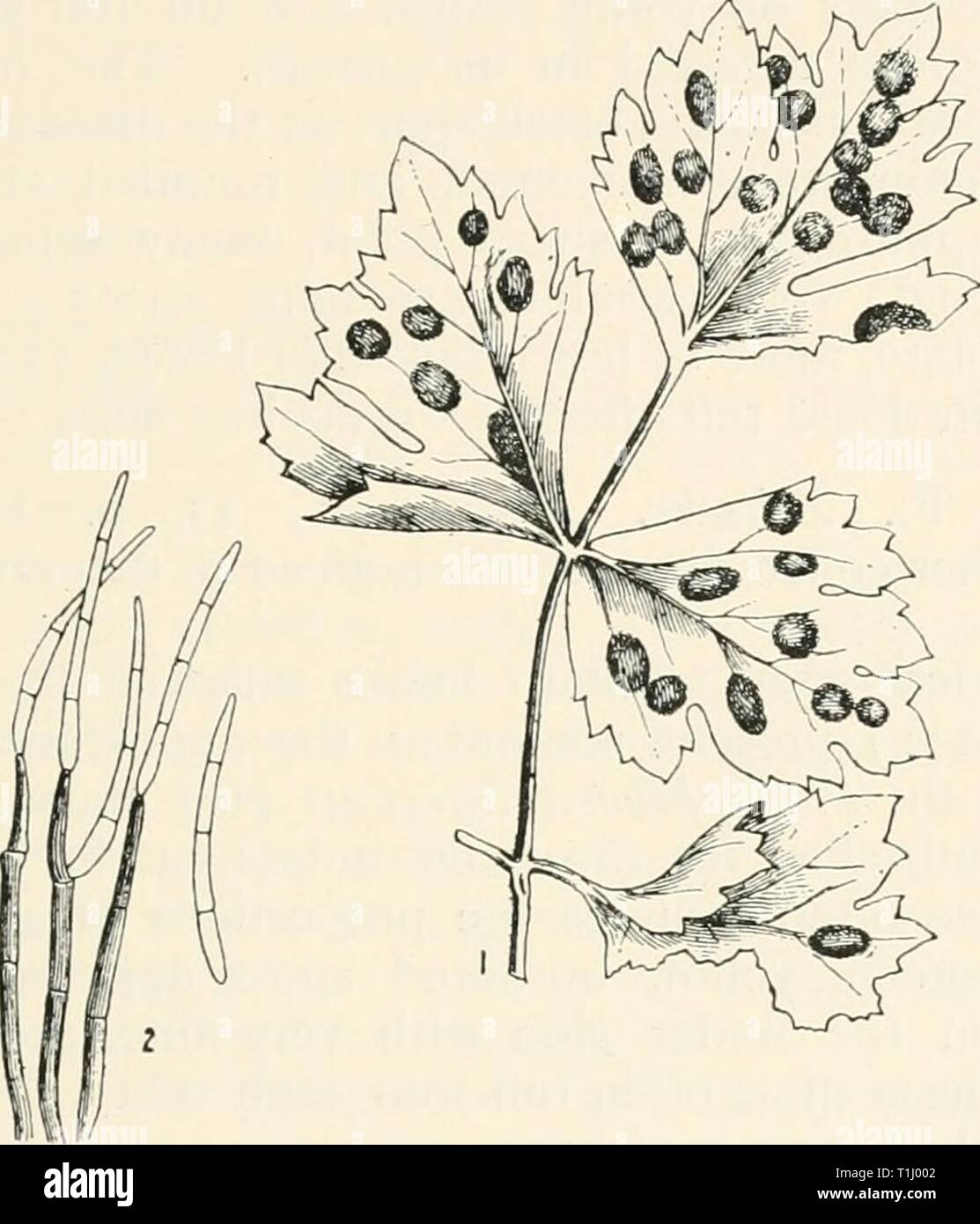 Diseases of cultivated plants and Diseases of cultivated plants and trees  diseasesofcultiv00massuoft Year: [1910?]  CERCOSPORA 487 proved by inoculation experiments that when the spores are placed on a young celery leaf, a disease spot becomes evident about the fourth day, and that mature spores are produced in four weeks. The pale olive sporophores originate from colourless mycelium in the tissue of the leaf, and come to the surface of the leaf in clusters through the stomata of the leaf. Spores    Fig. 147.—Cercospora apii. i, celery leaf attacked by the fungus ; 2, fruit of fungus, highly  Stock Photo