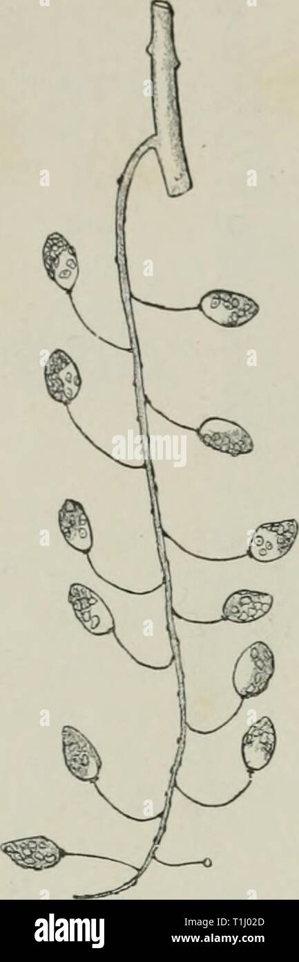 Diseases of plants induced by Diseases of plants induced by cryptogamic parasites; introduction to the study of pathogenic Fungi, slime-Fungi, bacteria, & Algae  diseasesofplant00tube Year: 1897  488 FUNGI IMPKRFECTI, Faded spots appear on the leaves, becoming later greyish brown dotted over with minute black points, the conidial patches.' C. ampelinum (!av. causes little dry spots on the leaves of vine, fre- quently ill such numbers that the whole leaf dries up. C. kentiae Hals, attacks palm-seedlings so tiiat their leaves do not unfold. C. cyclameneae Hals, occurs on Cyclamen. Scoleco-Allaxt Stock Photo