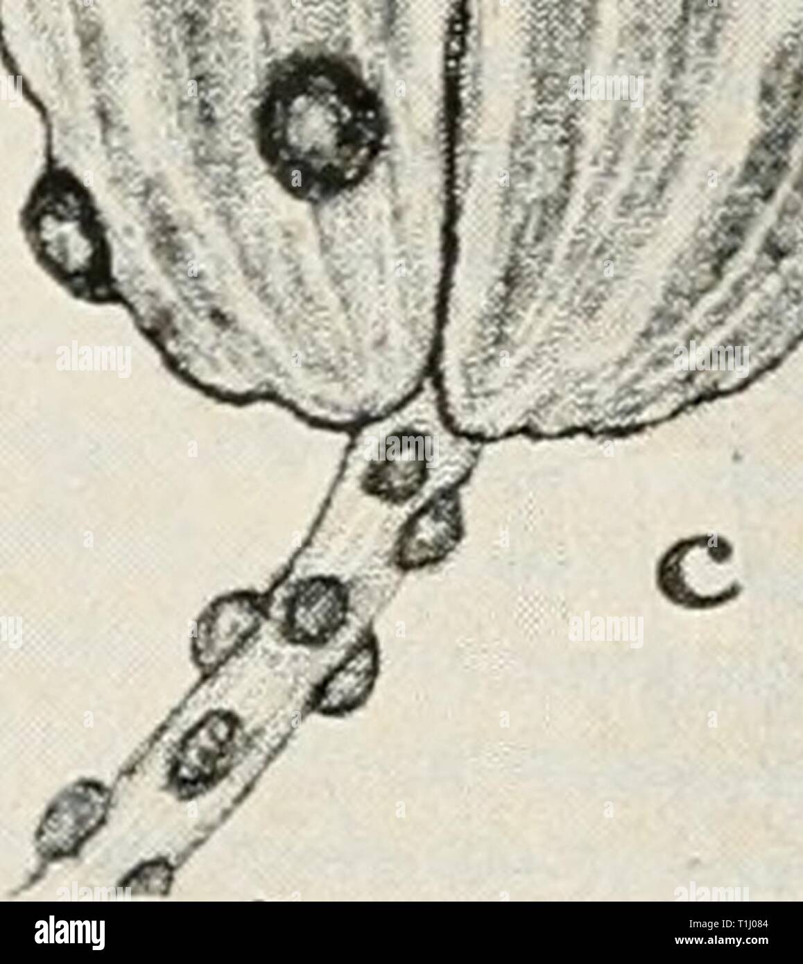Diseases of truck crops and Diseases of truck crops and their control  diseasesoftruckc00taubuoft Year: [1918]  Fig. 69. Celery Diseases. a. Septoria leaf spot on leaf, b. Septoria leaf spot on leaflet, c. Septoria lesions on celery seed, d. Septoria spots showing pycnidial bodies, e. cross section showing pyncidium and pycnospores of Septoria pelroselini (a, c, and e after Coons and Levin). Stock Photo