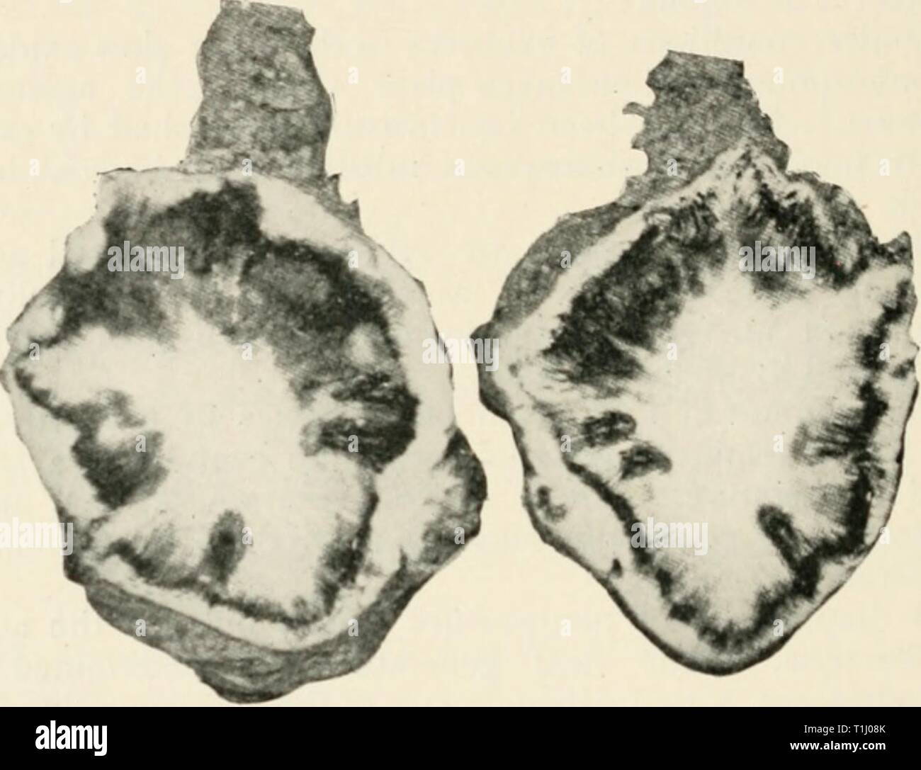 Carbon cycle and trees illustration hires stock photography and images