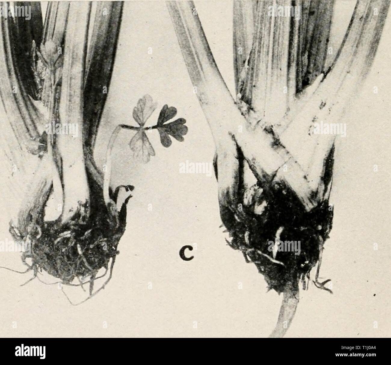 Diseases of truck crops and Diseases of truck crops and their control  diseasesoftruckc00taubuoft Year: [1918]  Fig. 70. Celery Diseases. a. Cercospora leaf spot, h. conidiophores and conidia of Cercospo (afterDuggar and Baily), c. Rhizoctonia root rot. Stock Photo