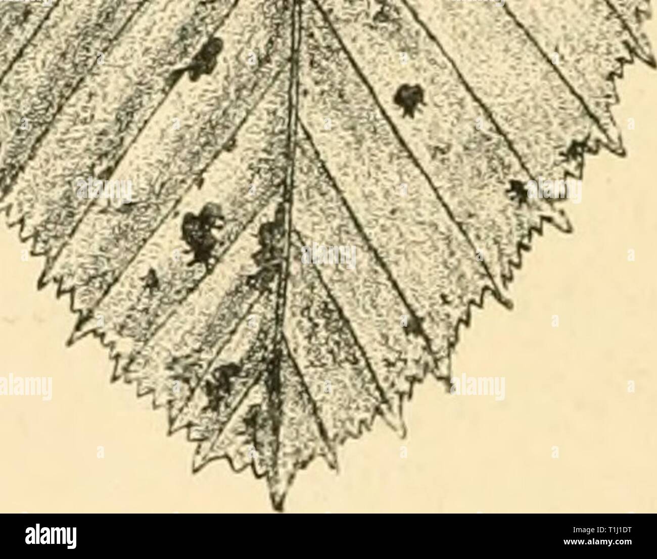 Diseases of plants induced by Diseases of plants induced by cryptogamic parasites; introduction to the study of pathogenic Fungi, slime-Fungi, bacteria, & Algae  diseasesofplants00tube Year: 1897  '-s;    Fio. lOS.—Mamiana fimhriala on Carpinus Setv.lv.s. Leaf of Hornbeam seen on lower surface. Stroma (enlarged), with the long black necks of the perithecia projecting from the ruptured leaf-epidermis, (v. Tubeuf del.) Valsa. A stroma is generally present, but is of very variable appear- ance ; embedded in it are the perithecia, with only their beak- like mouths projecting. The spores are hyalin Stock Photo